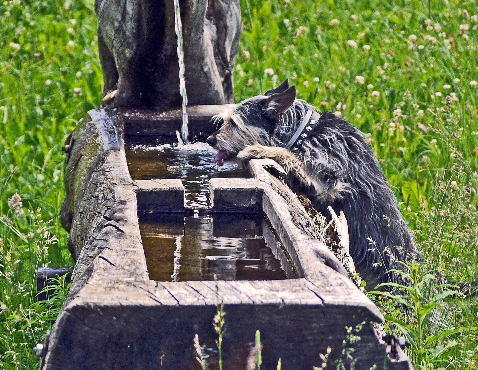 Panasonic Lumix DMC-G1 sample photo. Fountain, thirst, terrier photography