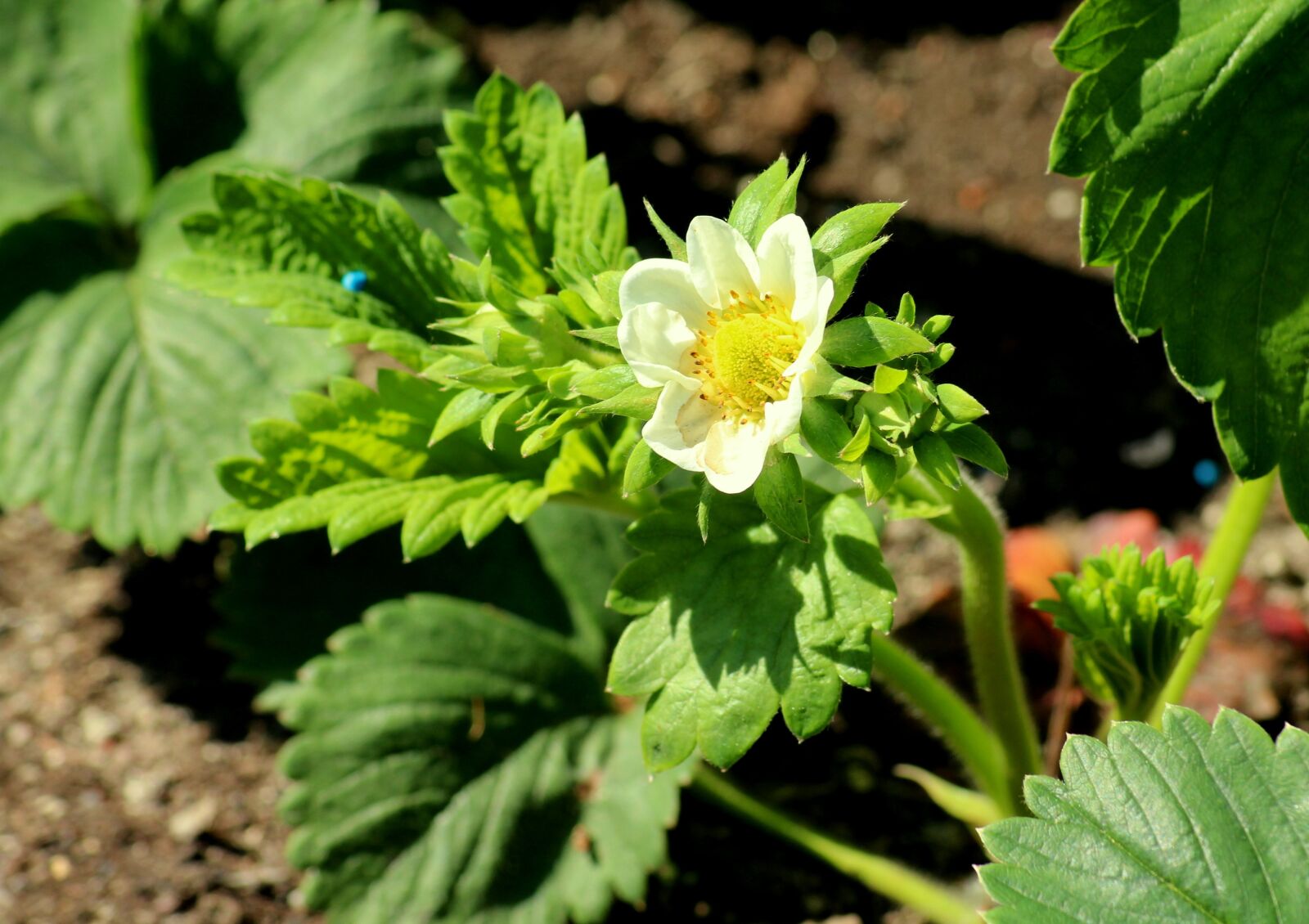 Canon EOS 1200D (EOS Rebel T5 / EOS Kiss X70 / EOS Hi) sample photo. Strawberry, bush, flowering photography