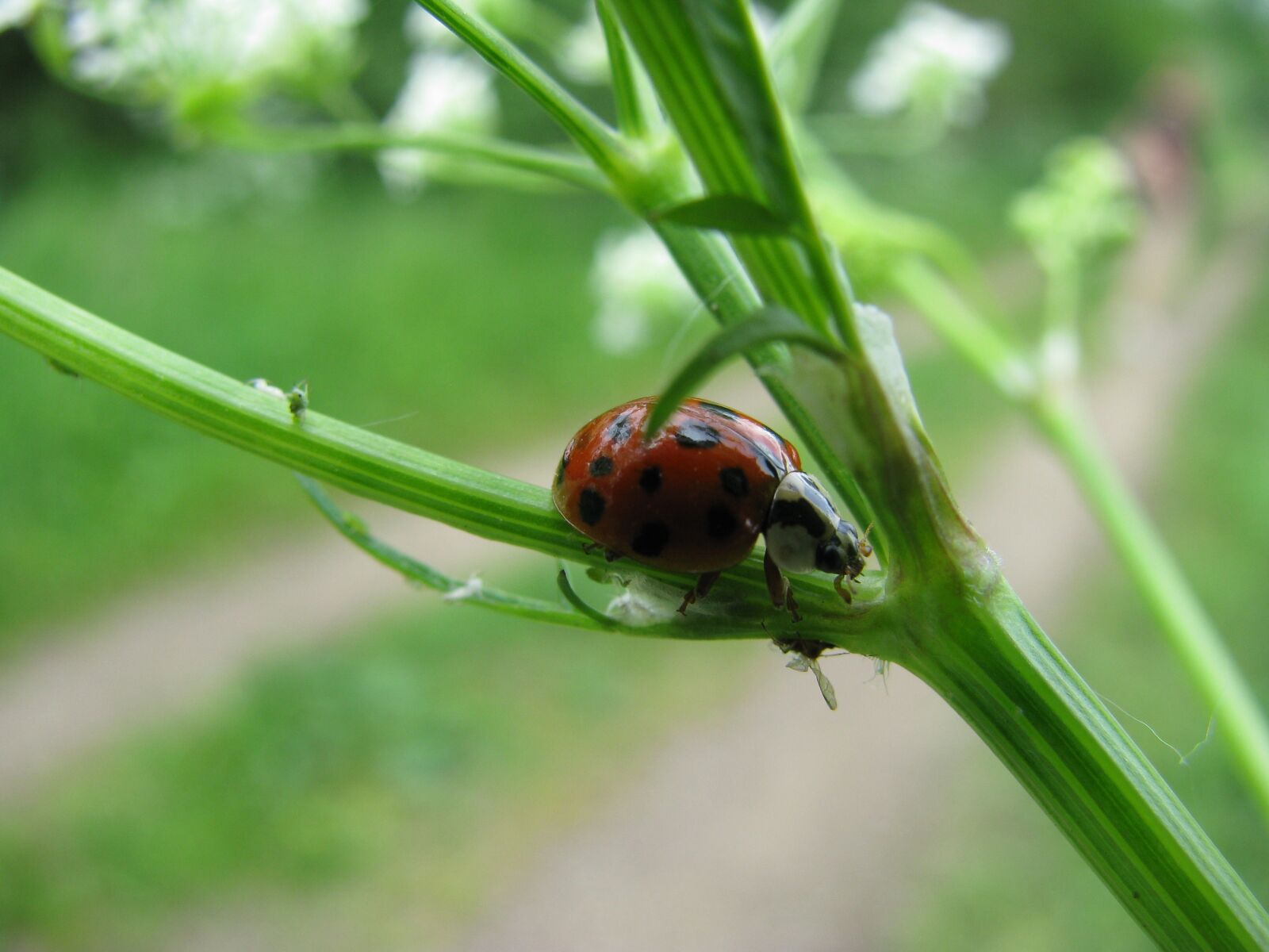 Canon POWERSHOT SX100 IS sample photo. Ladybug, nature, bug photography