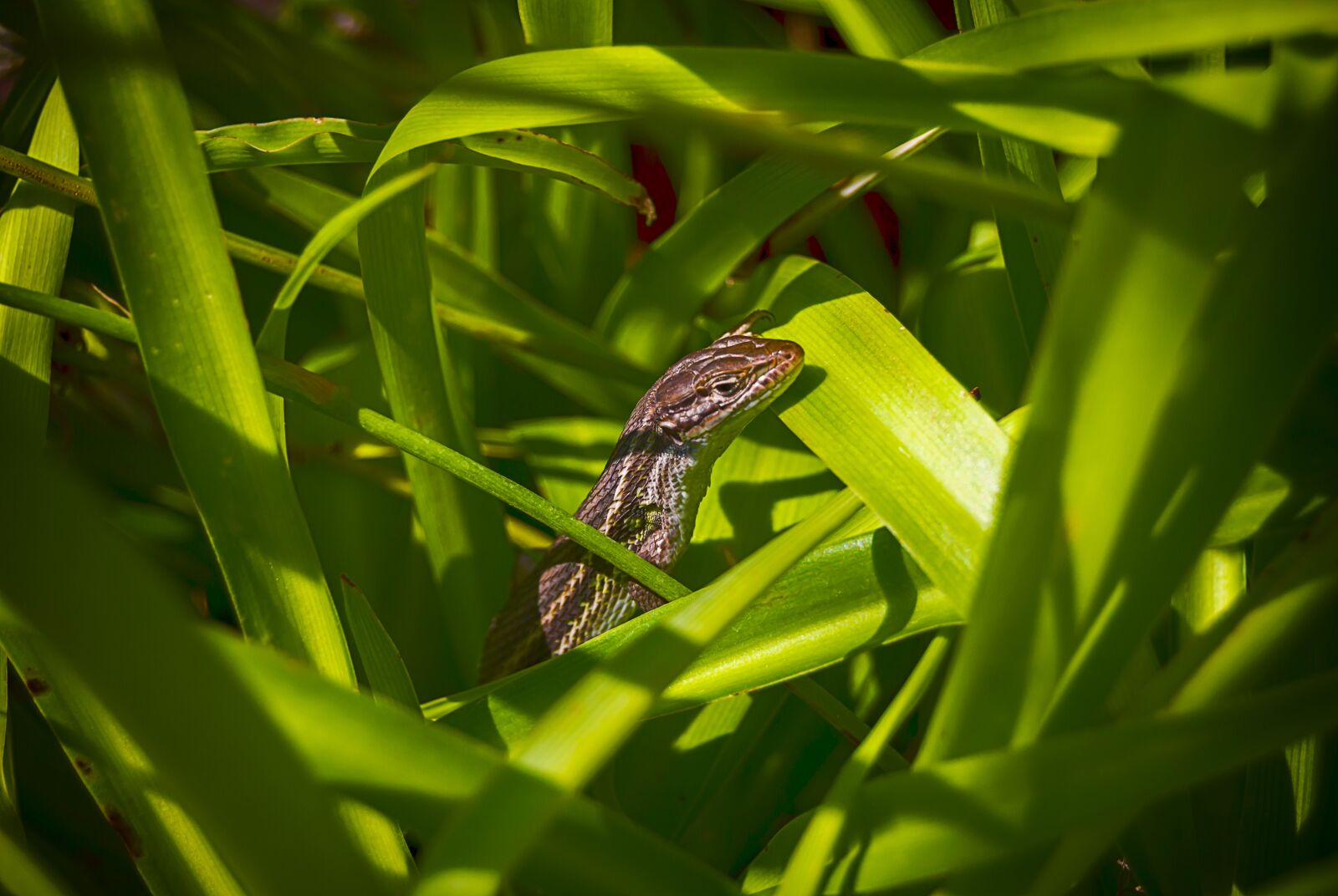 Nikon D3200 sample photo. Lizard, reptile, animal photography