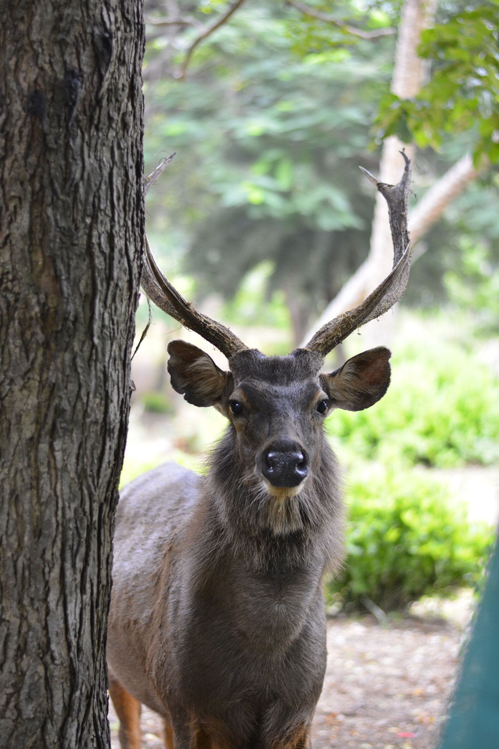 Nikon D5200 sample photo. Dear, tress, eyes photography