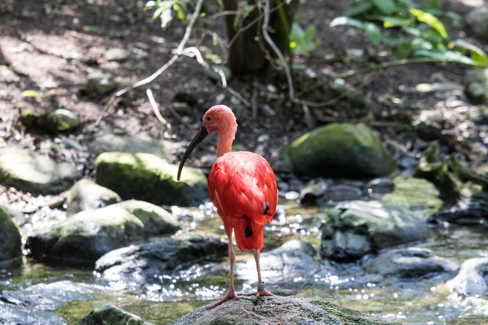 Canon EF-S 55-250mm F4-5.6 IS STM sample photo. Ibis, bird, animal photography