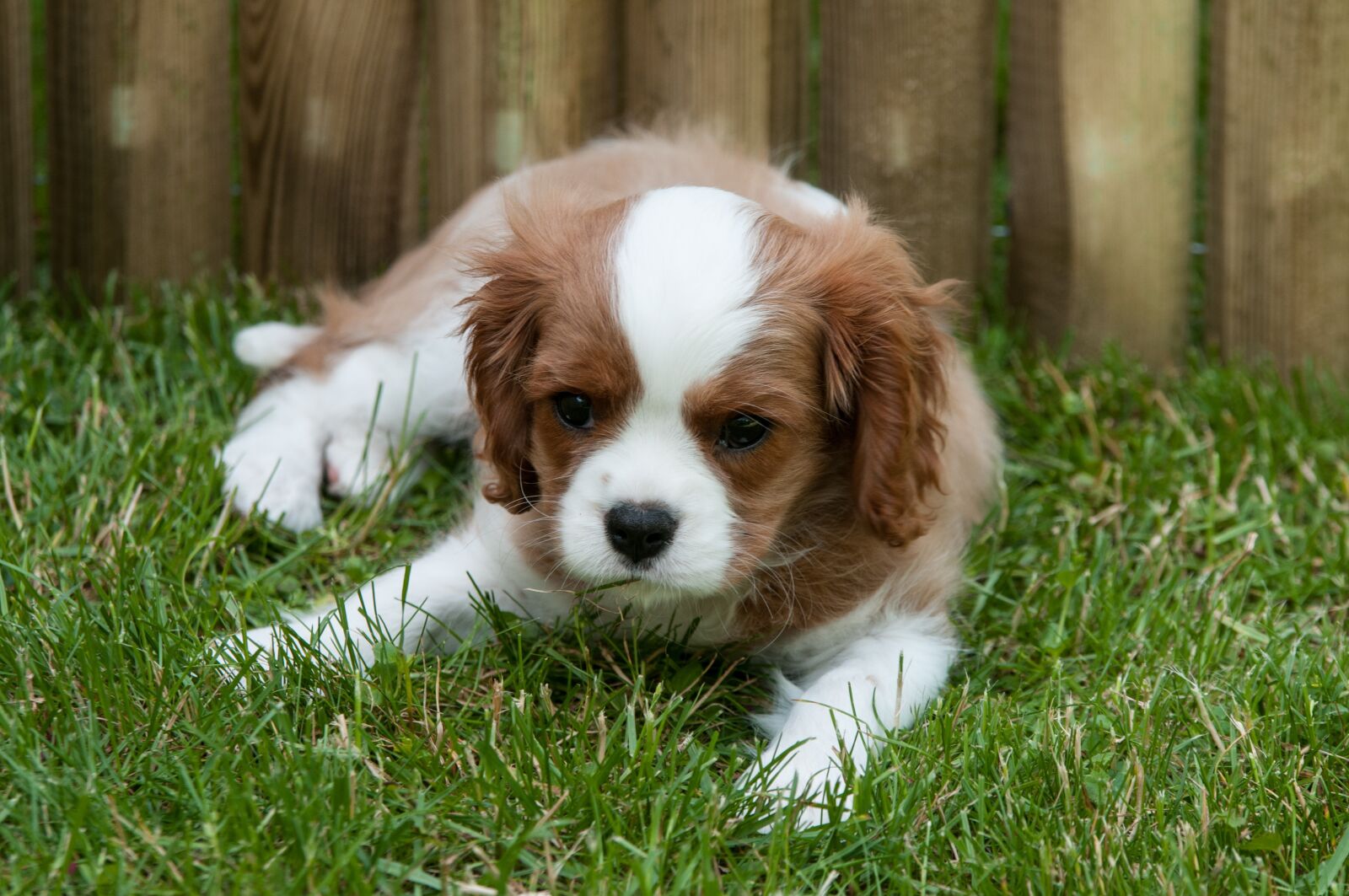 Nikon D300 sample photo. Dog, puppy, animal portrait photography