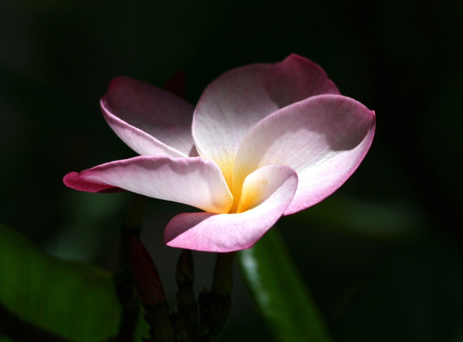 Canon EOS 400D (EOS Digital Rebel XTi / EOS Kiss Digital X) sample photo. Flower, plumeria, nature photography