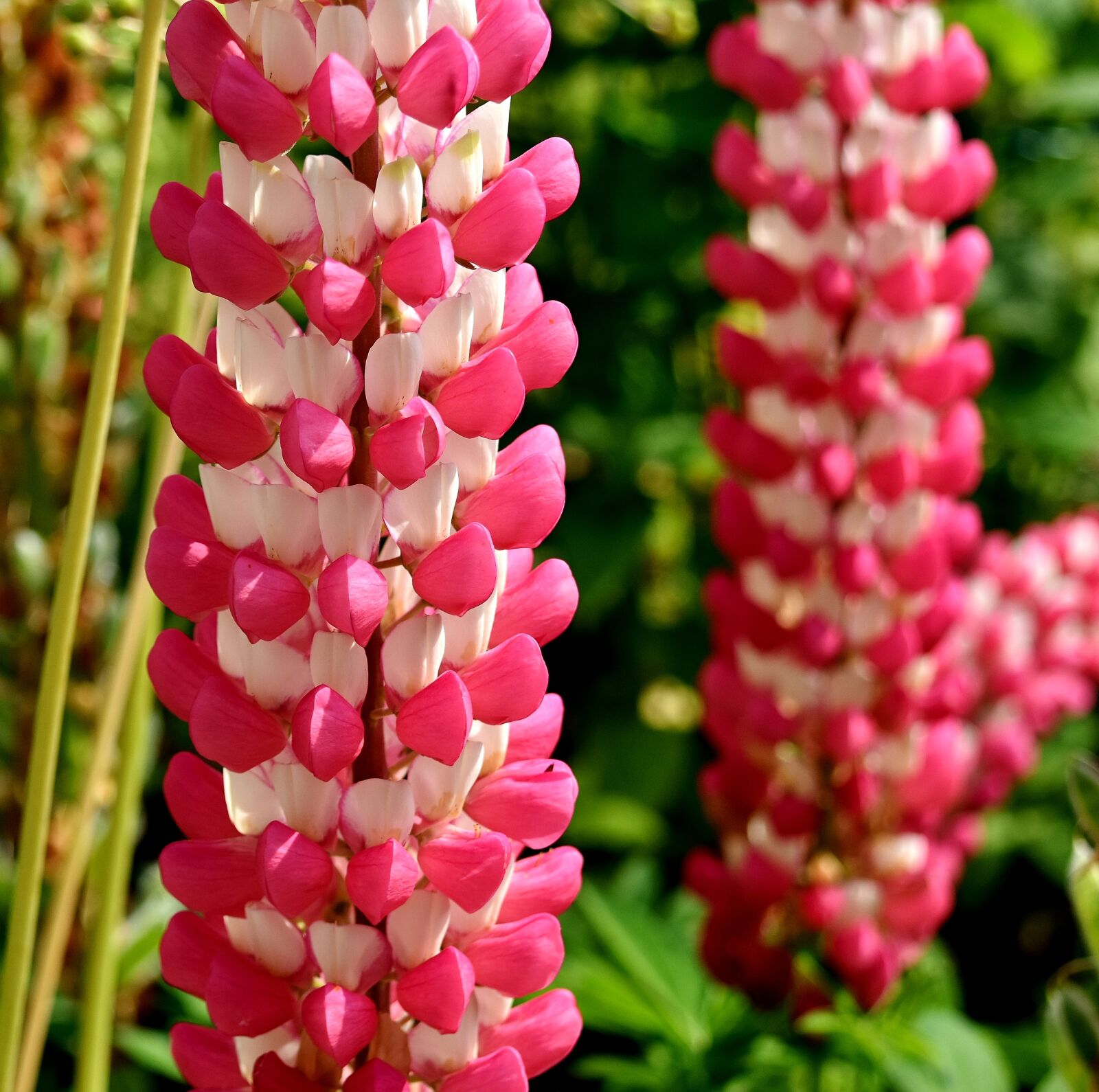 Nikon D7200 sample photo. Flower, summer, bloom photography