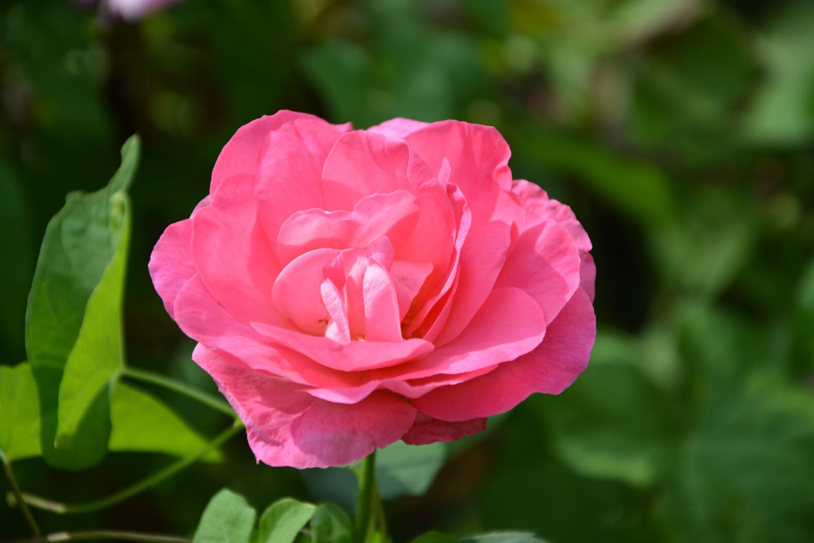 Nikon D5200 sample photo. Flowers, pink, color pink photography