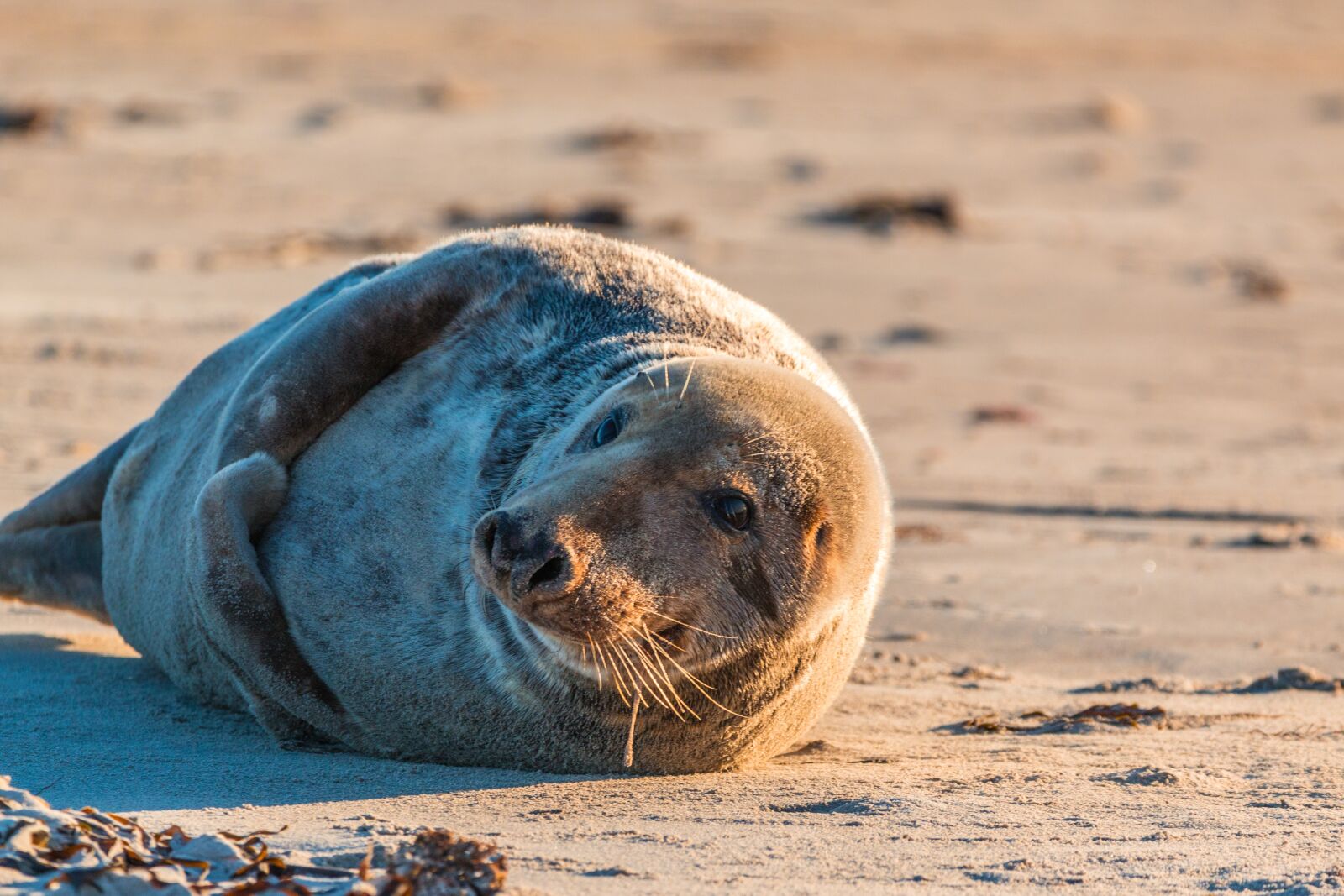 150-600mm F5-6.3 DG OS HSM | Contemporary 015 sample photo. Grey seal, robbe, halichoerus photography