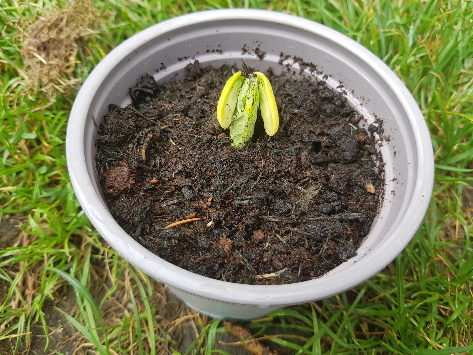 Samsung Galaxy S8 sample photo. Kidney beans, bean spout photography