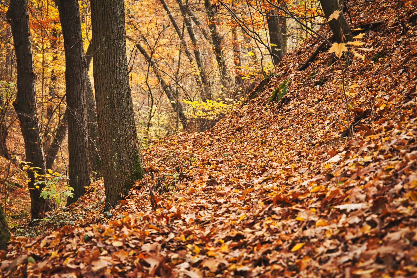 Canon EOS 5D sample photo. Autumn, trees, forest photography