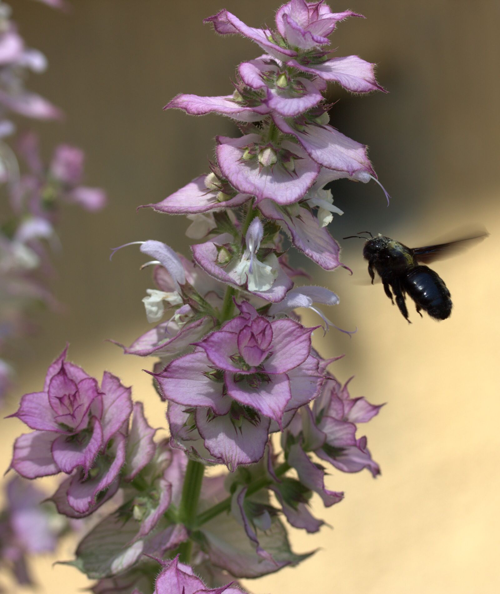 Canon EF-S 60mm F2.8 Macro USM sample photo. Bee, flight, pollination photography