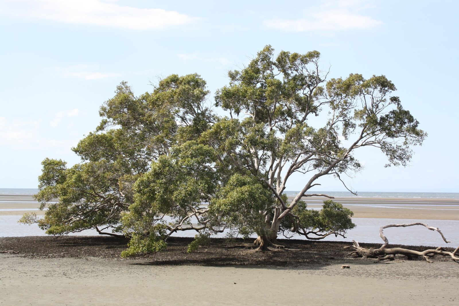 Canon EOS 1000D (EOS Digital Rebel XS / EOS Kiss F) sample photo. Grey mangrove tree, moreton photography