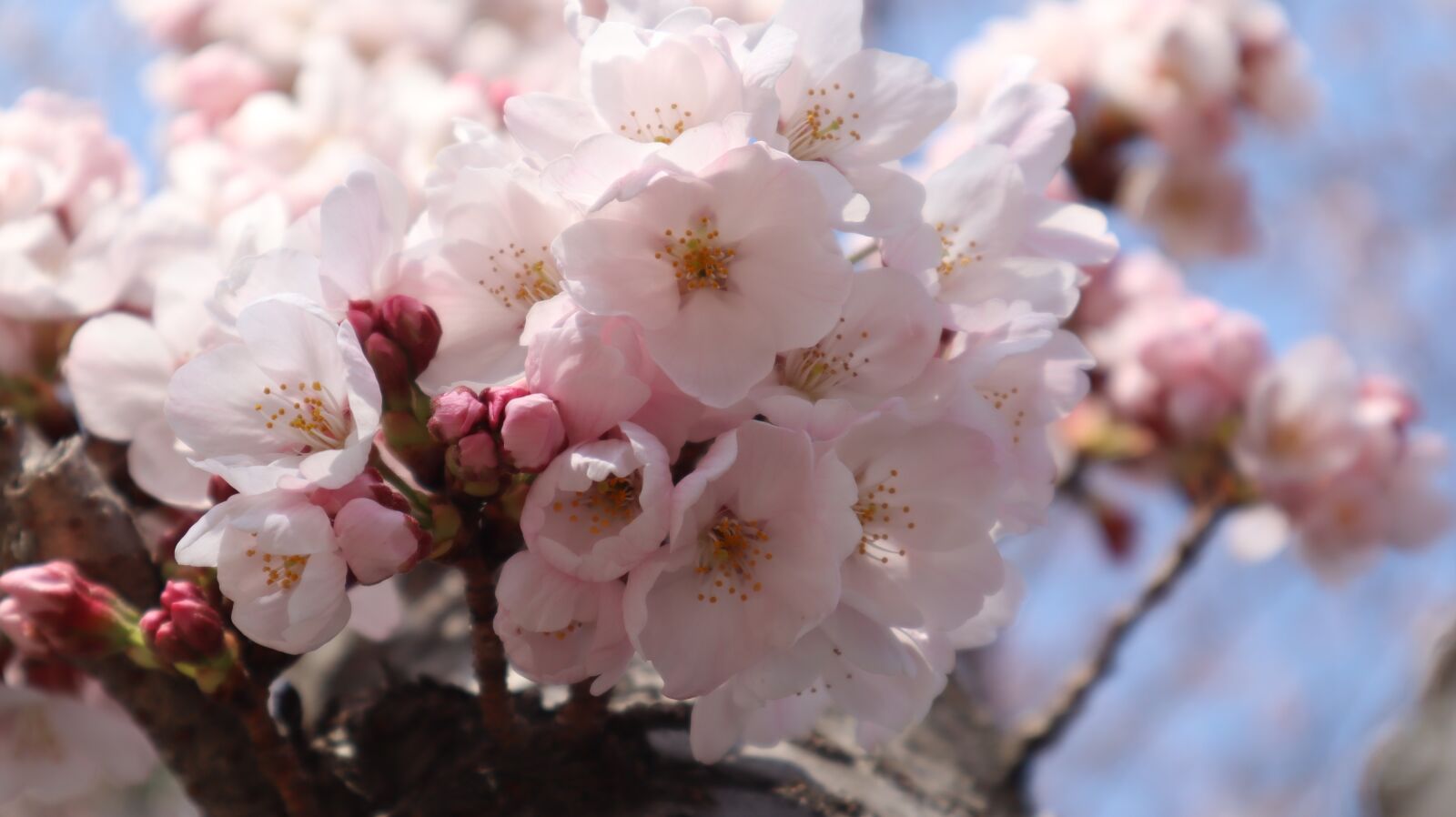 Canon EF-M 15-45mm F3.5-6.3 IS STM sample photo. Cherry blossoms, pink, petals photography