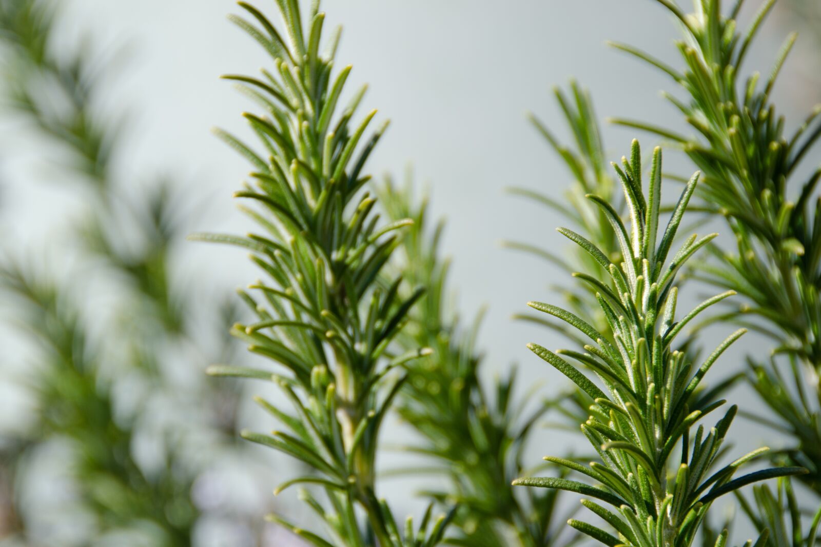 Nikon D7000 sample photo. Rosemary, rosmarinus, green photography