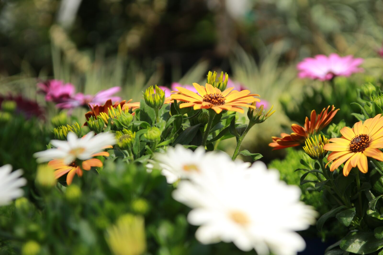 Canon EOS 700D (EOS Rebel T5i / EOS Kiss X7i) sample photo. Cape daisy, osteospermum, cape photography