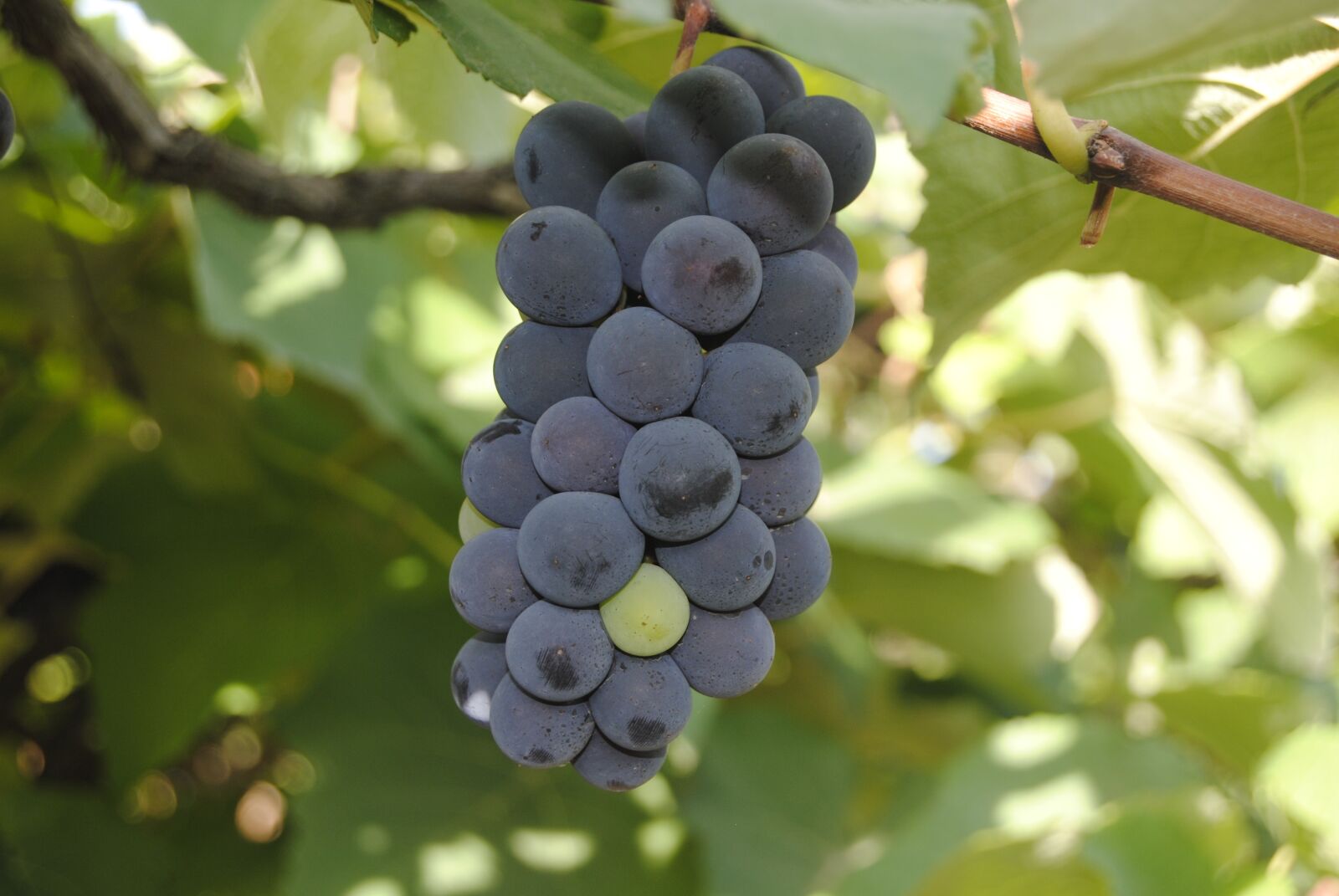 Nikon D3000 sample photo. Grapes, for, wine photography