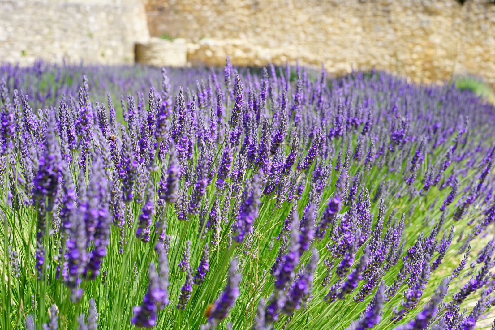 Sony a7 + Sony Sonnar T* FE 55mm F1.8 ZA sample photo. Lavender, flowers, blue photography