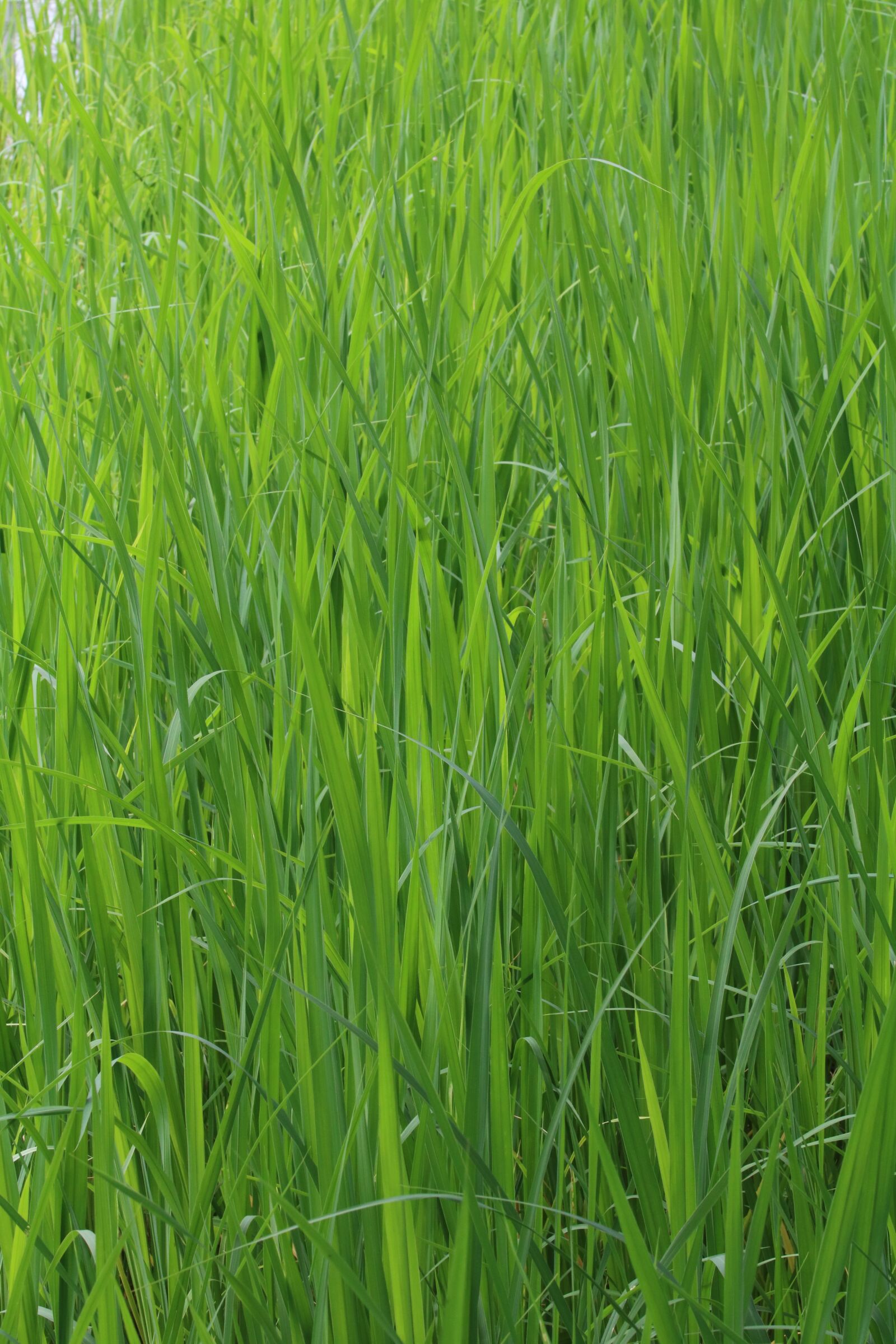 Canon EOS 750D (EOS Rebel T6i / EOS Kiss X8i) sample photo. Reed, pool, lake photography