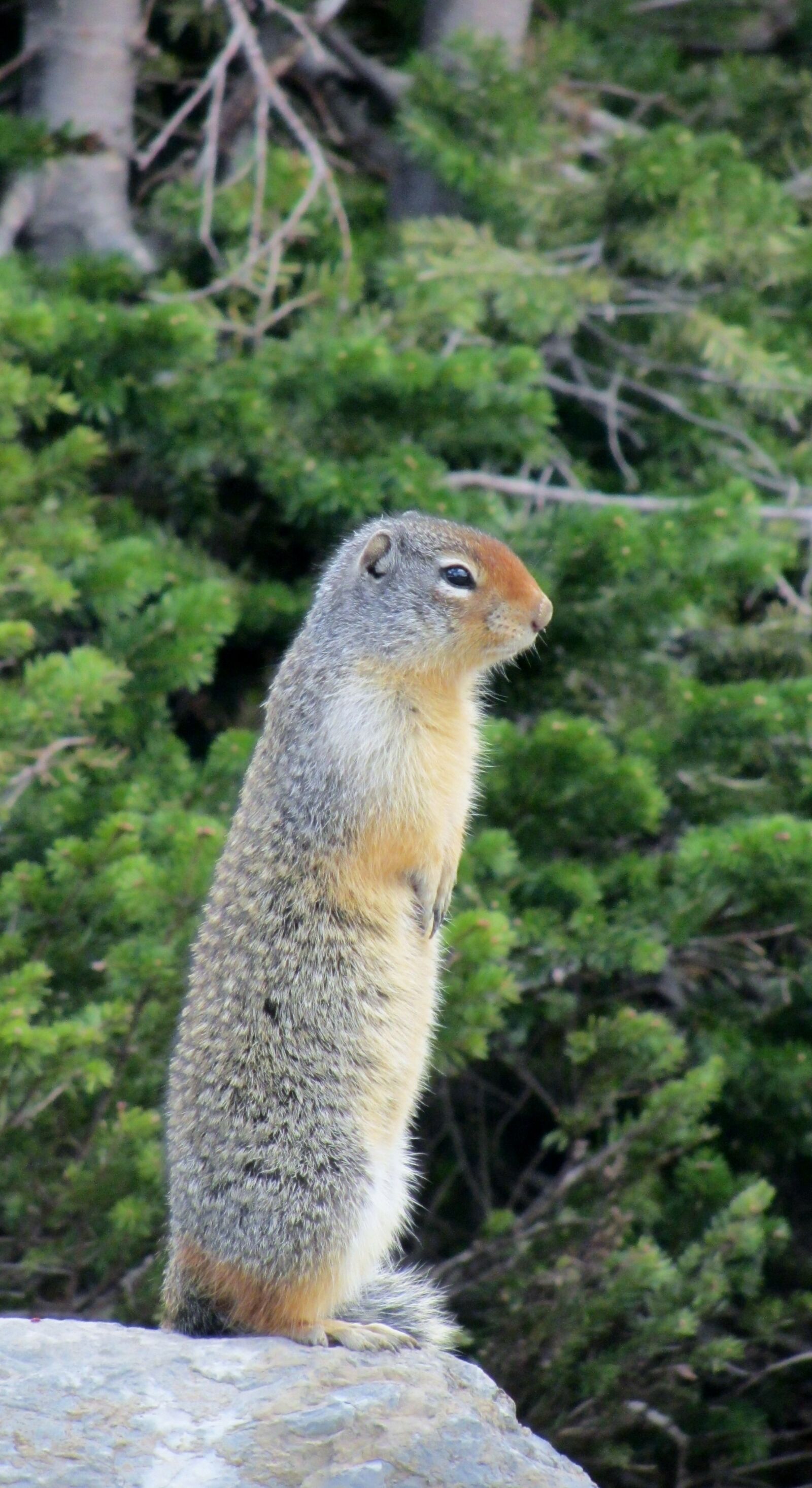 Canon PowerShot SX220 HS sample photo. Prairy dog, rodent, ground photography