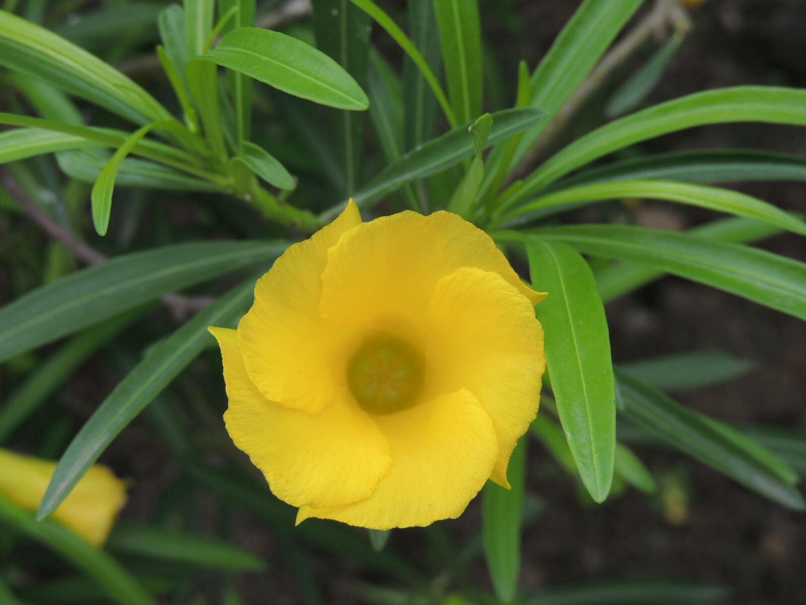 Nikon Coolpix P510 sample photo. Exotic plant, bells from photography