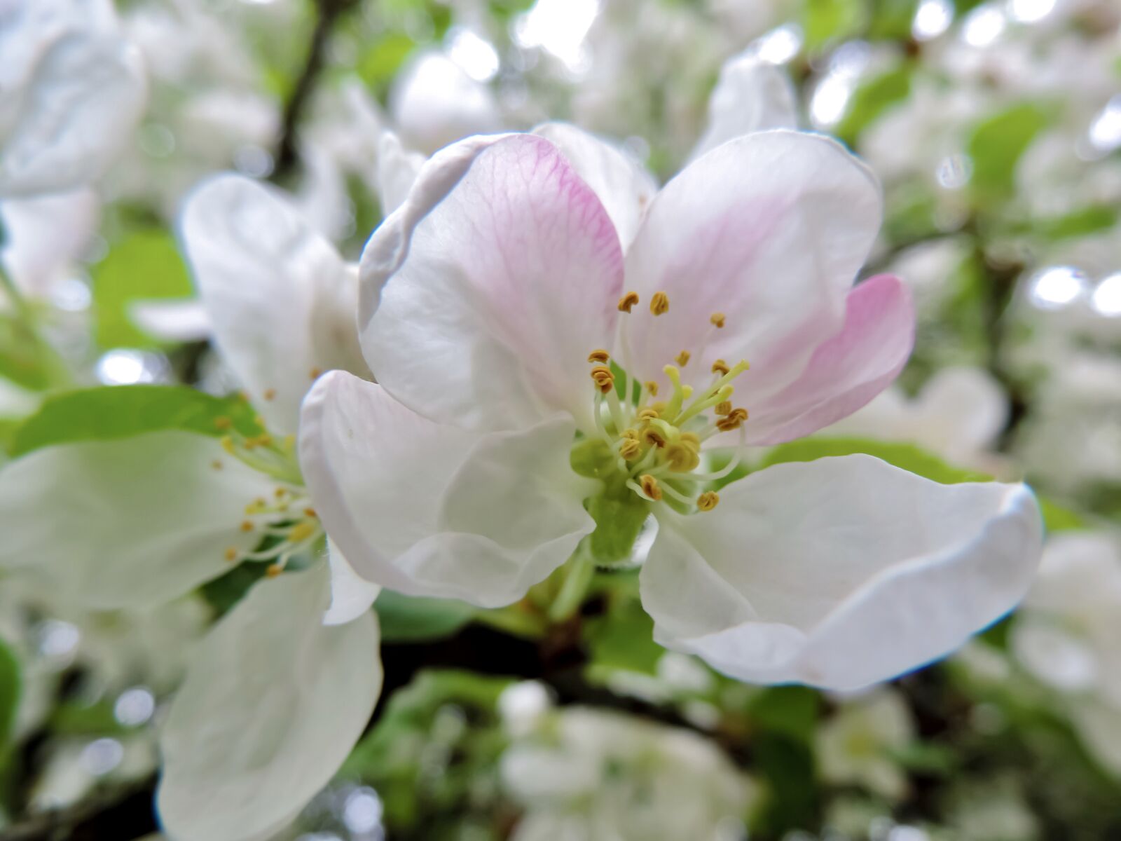 Nikon Coolpix P520 sample photo. Apple blossom, blossom, bloom photography