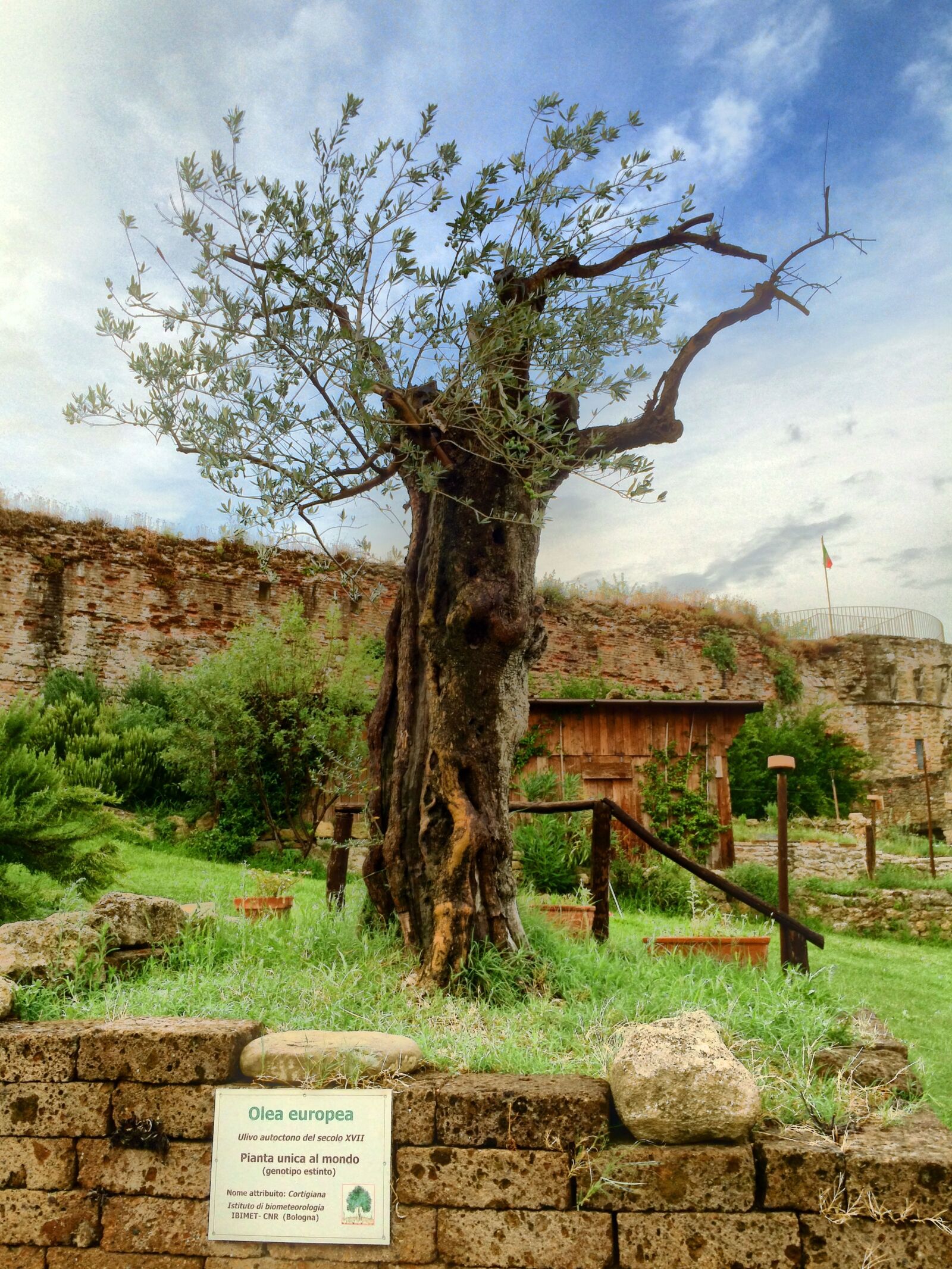 iPhone 5s back camera 4.15mm f/2.2 sample photo. Albero, olea, europea, ulivo photography