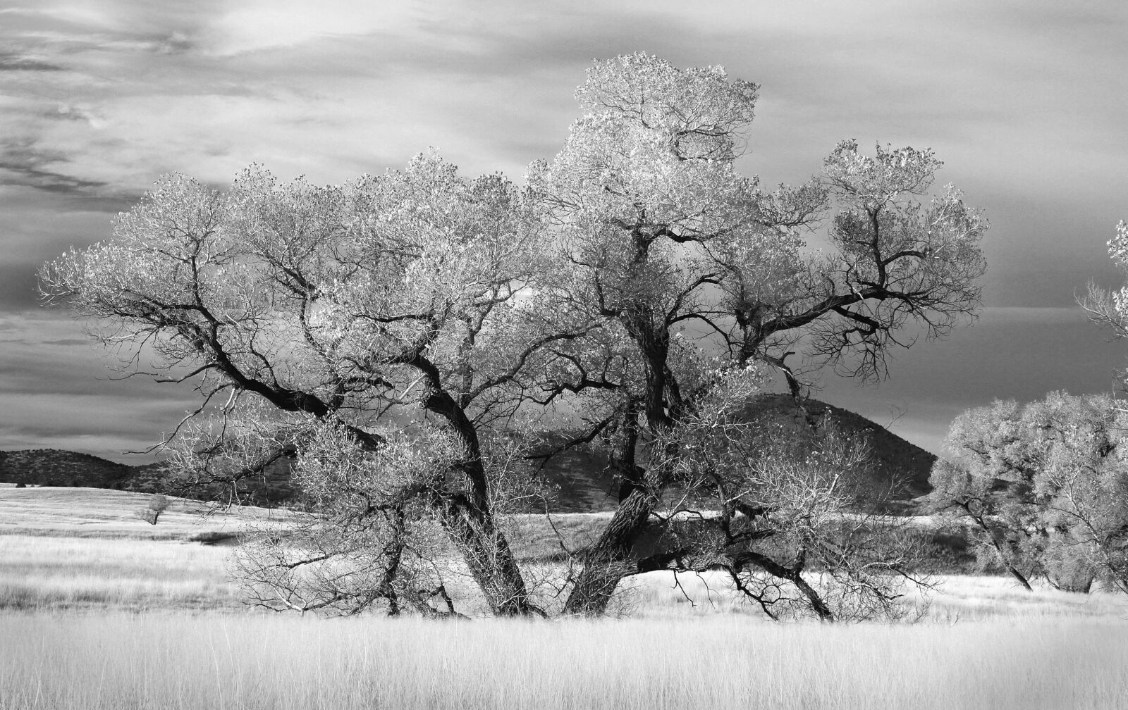 Canon EOS 500D (EOS Rebel T1i / EOS Kiss X3) sample photo. Tree, treetop, mountain, sky photography