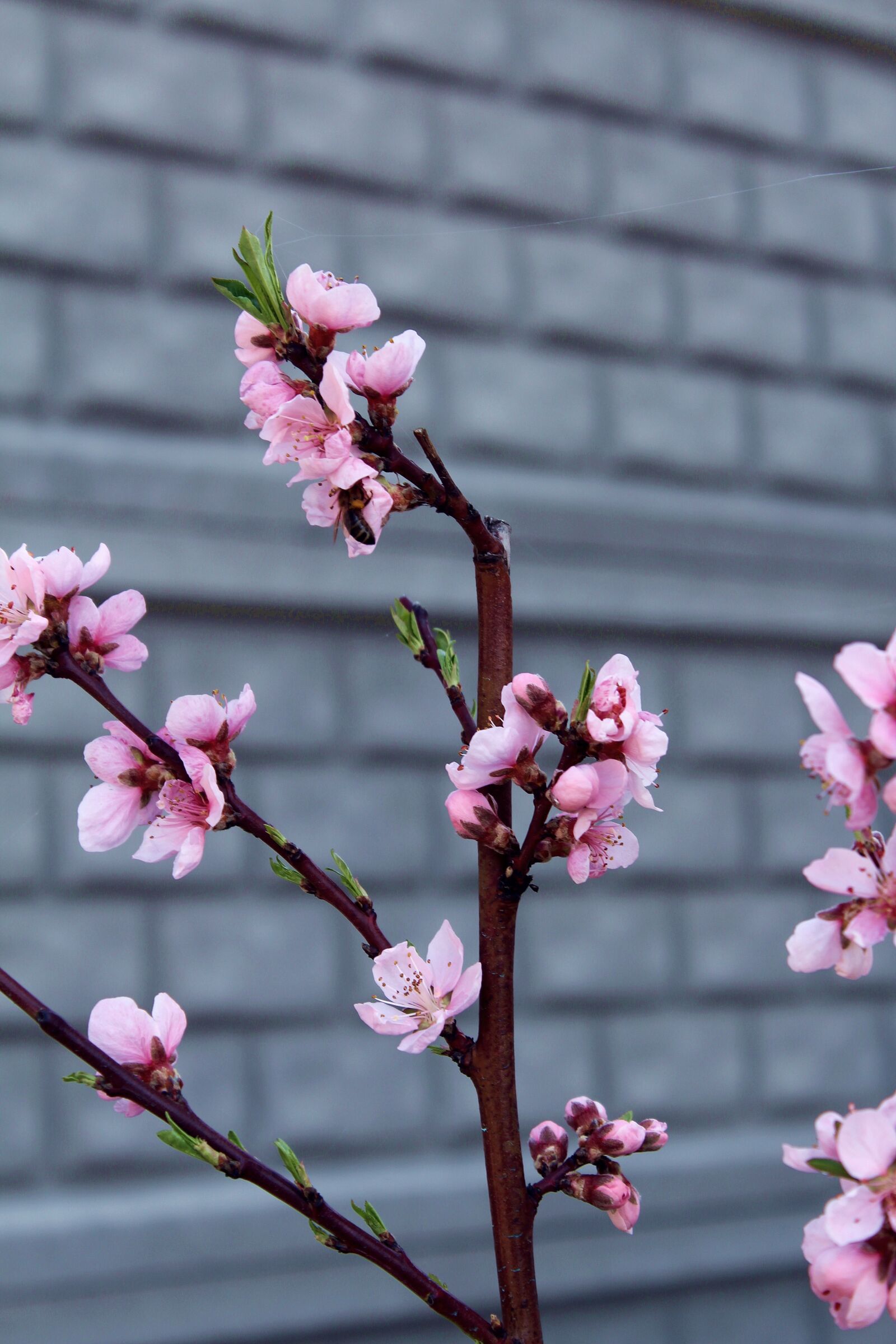 Canon EOS 700D (EOS Rebel T5i / EOS Kiss X7i) sample photo. Flower, spring, nature photography