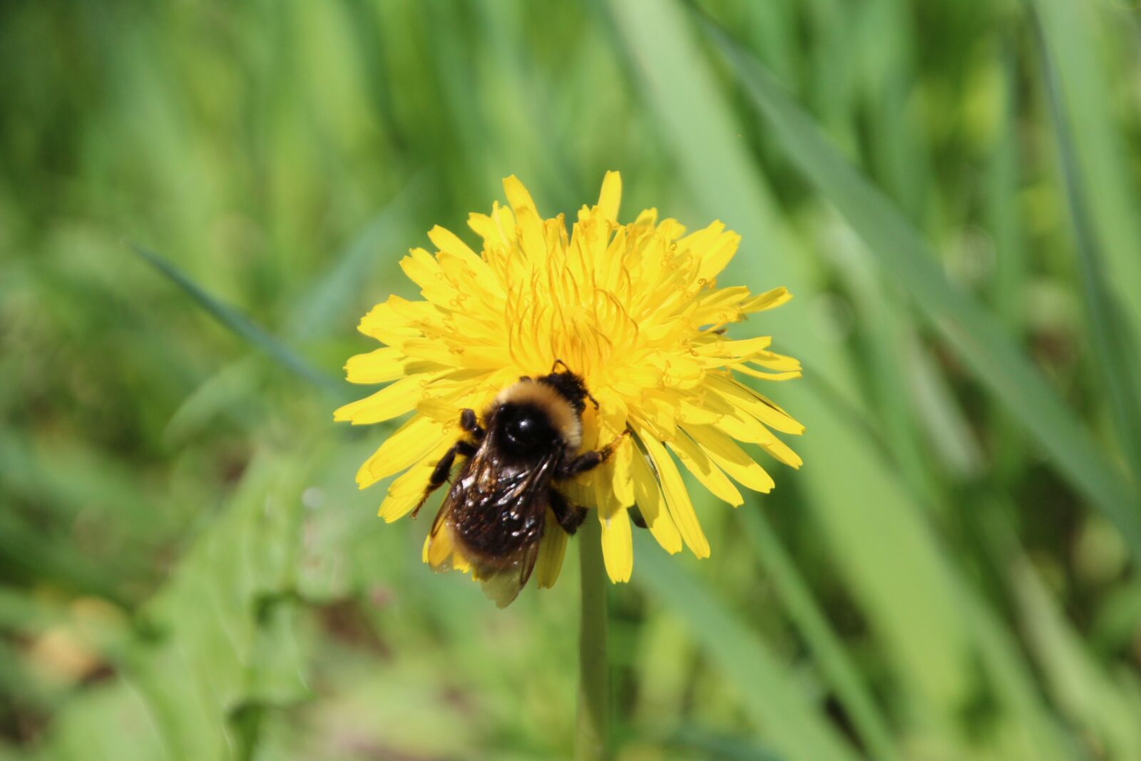 Canon EOS 1200D (EOS Rebel T5 / EOS Kiss X70 / EOS Hi) sample photo. Hummel, dandelion, flower photography