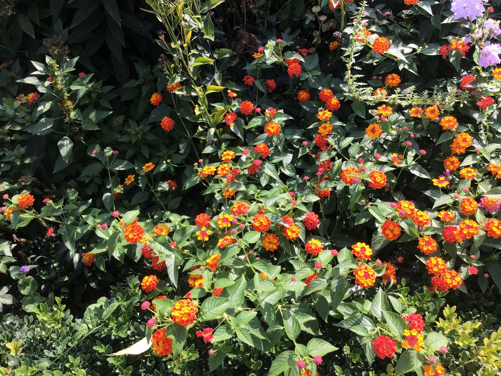 Apple iPad (6th generation) sample photo. Flowers, garden, blossom photography