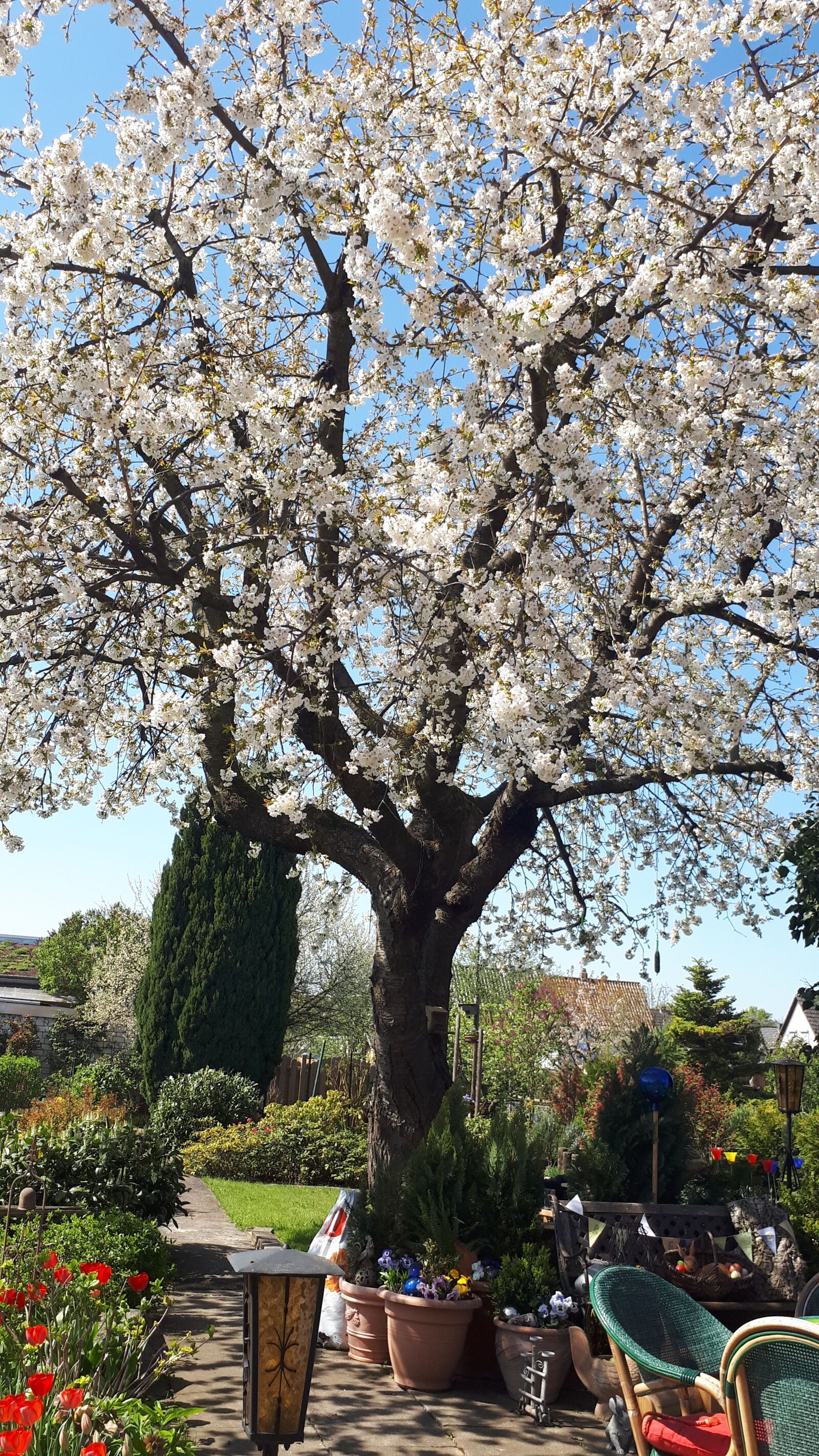 Samsung Galaxy A5(2017) sample photo. Spring, cherry, tree photography
