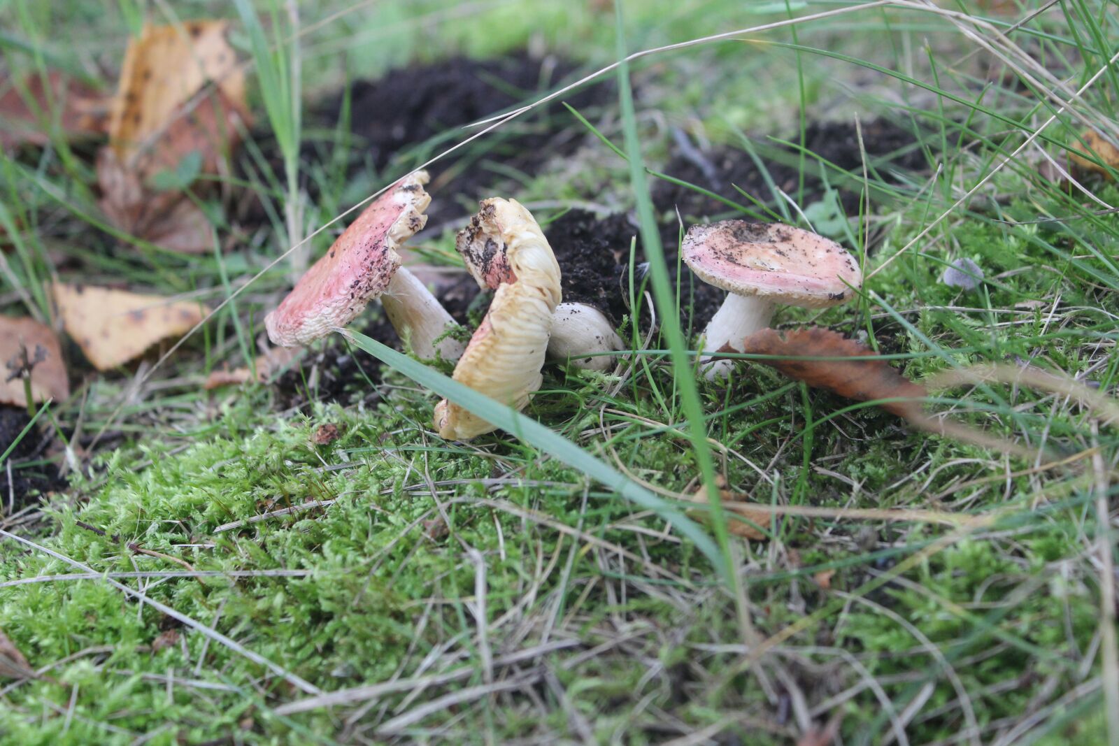 Canon EOS 600D (Rebel EOS T3i / EOS Kiss X5) sample photo. Mushroom, nature, autumn photography