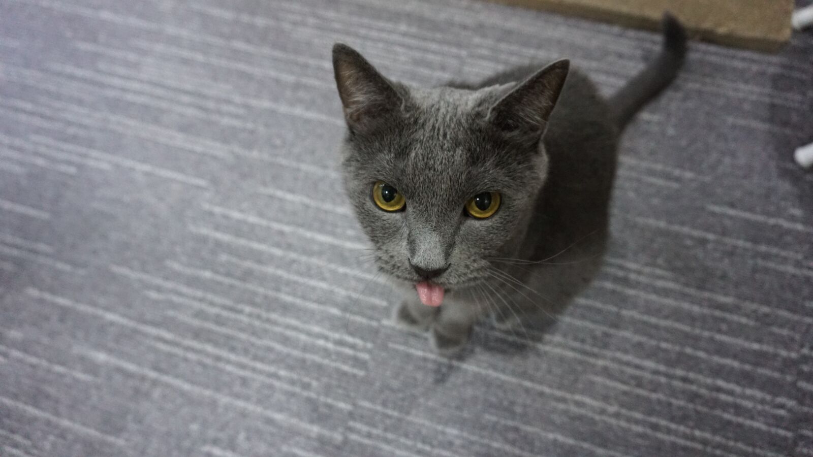 Sony a6000 sample photo. Cat, russian blue, a photography