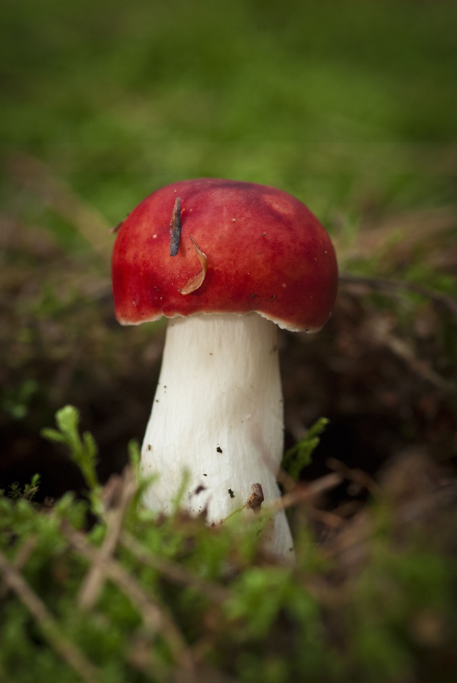 Nikon D80 sample photo. Woods, forest, nature photography