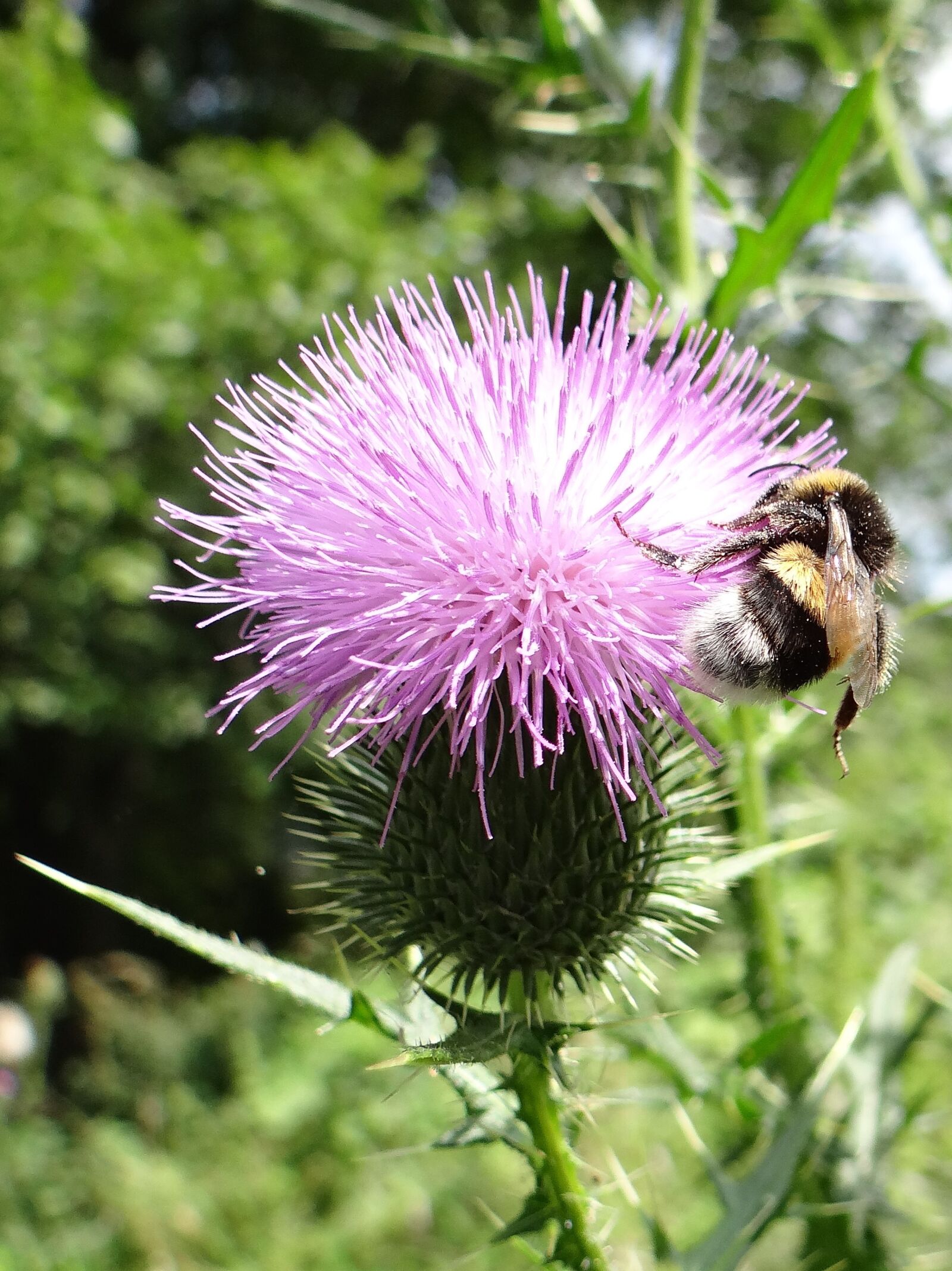 Sony DSC-HX200V sample photo. Thistle, insect, flower photography