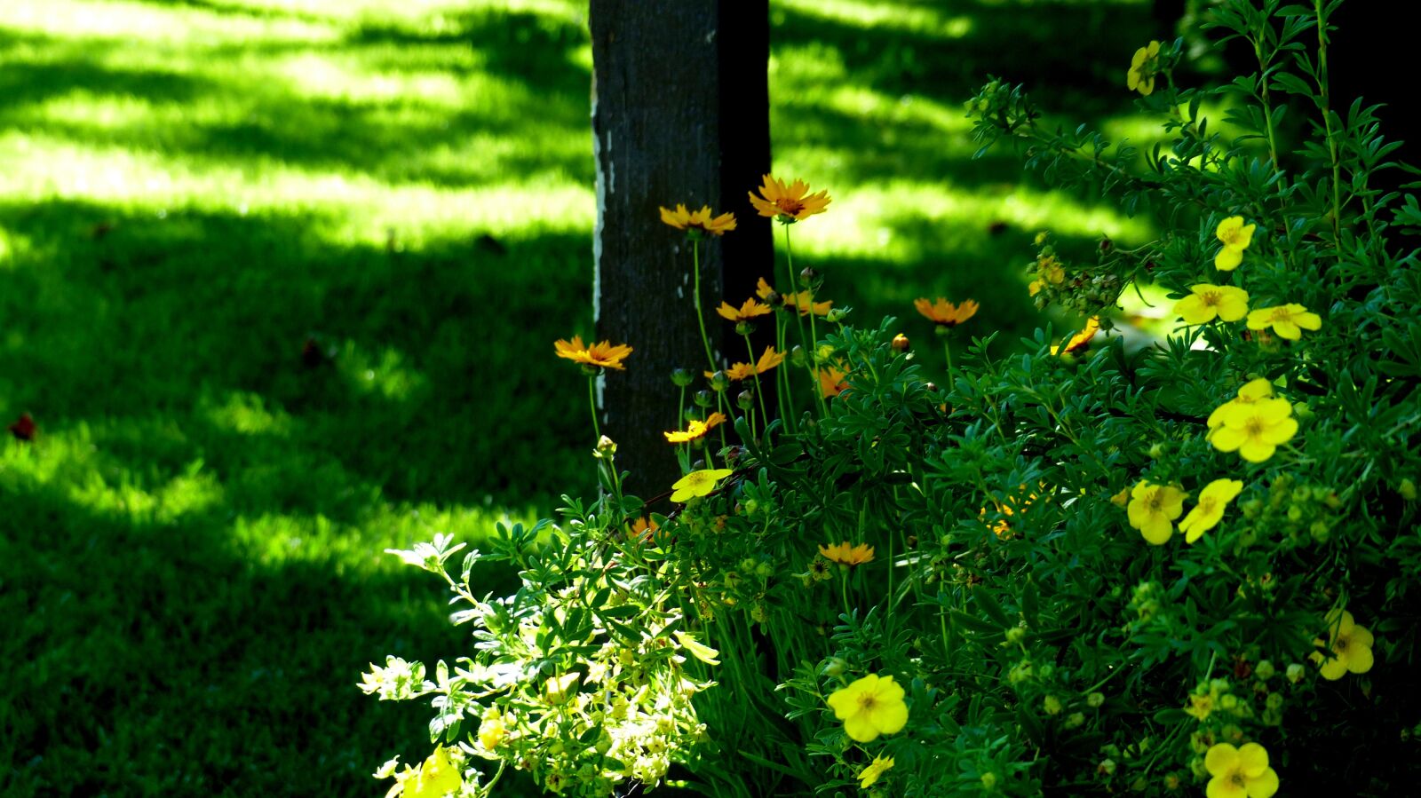 Panasonic Lumix DMC-FZ200 sample photo. Plants, flowers, color photography