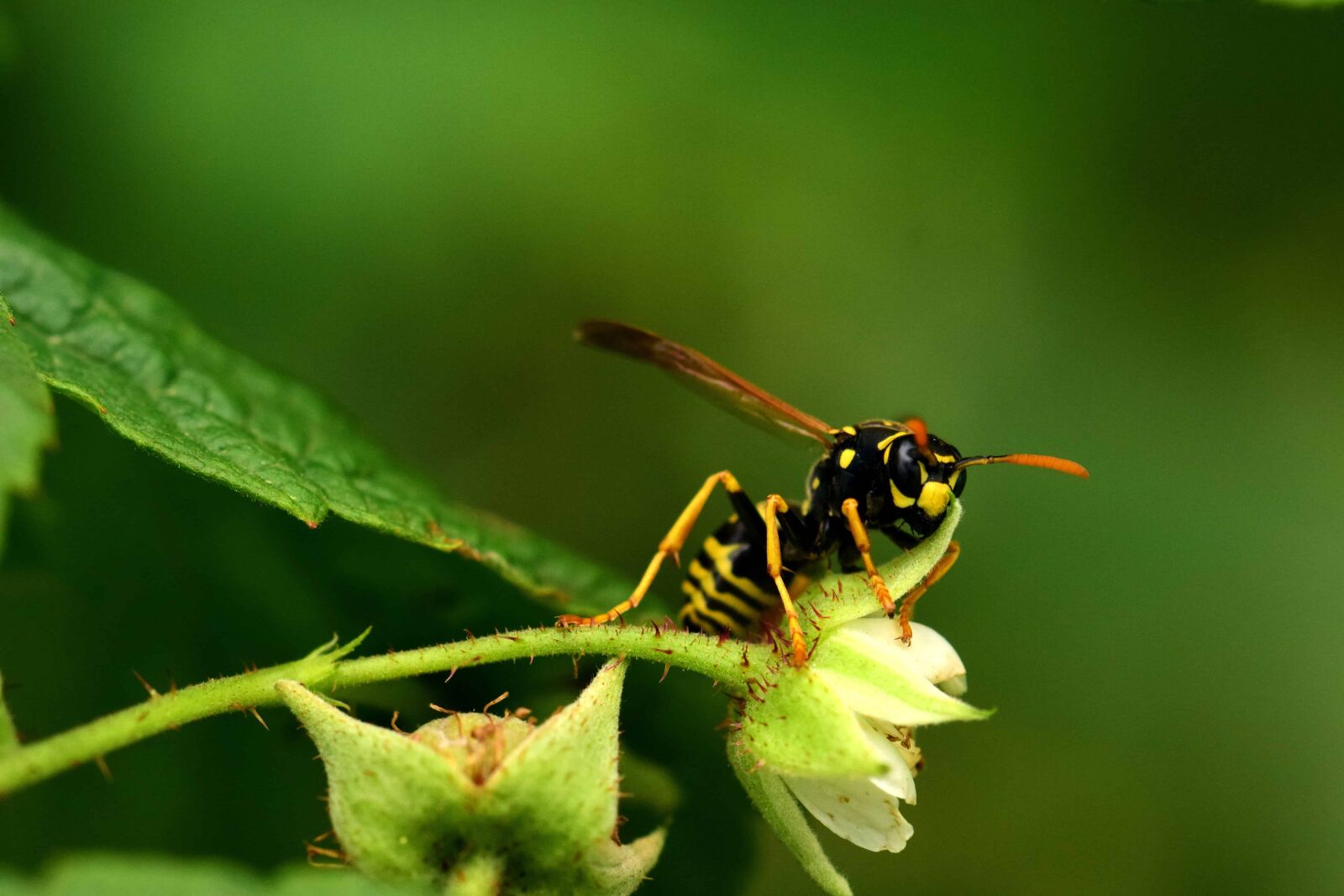 Nikon D3300 sample photo. Leaf, animal, nature, wasp photography