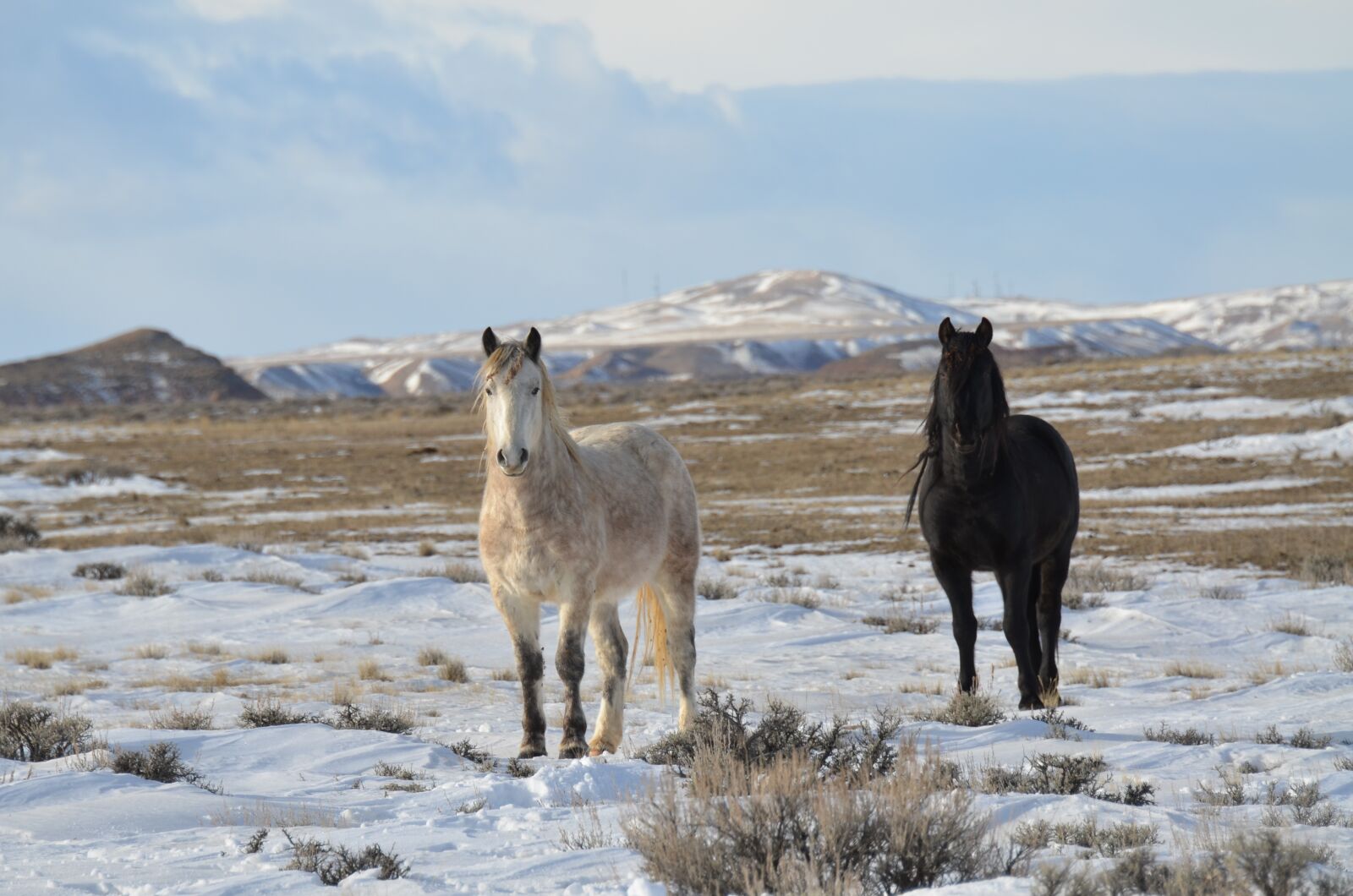 Nikon D7000 sample photo. Horses, mustangs, wild photography
