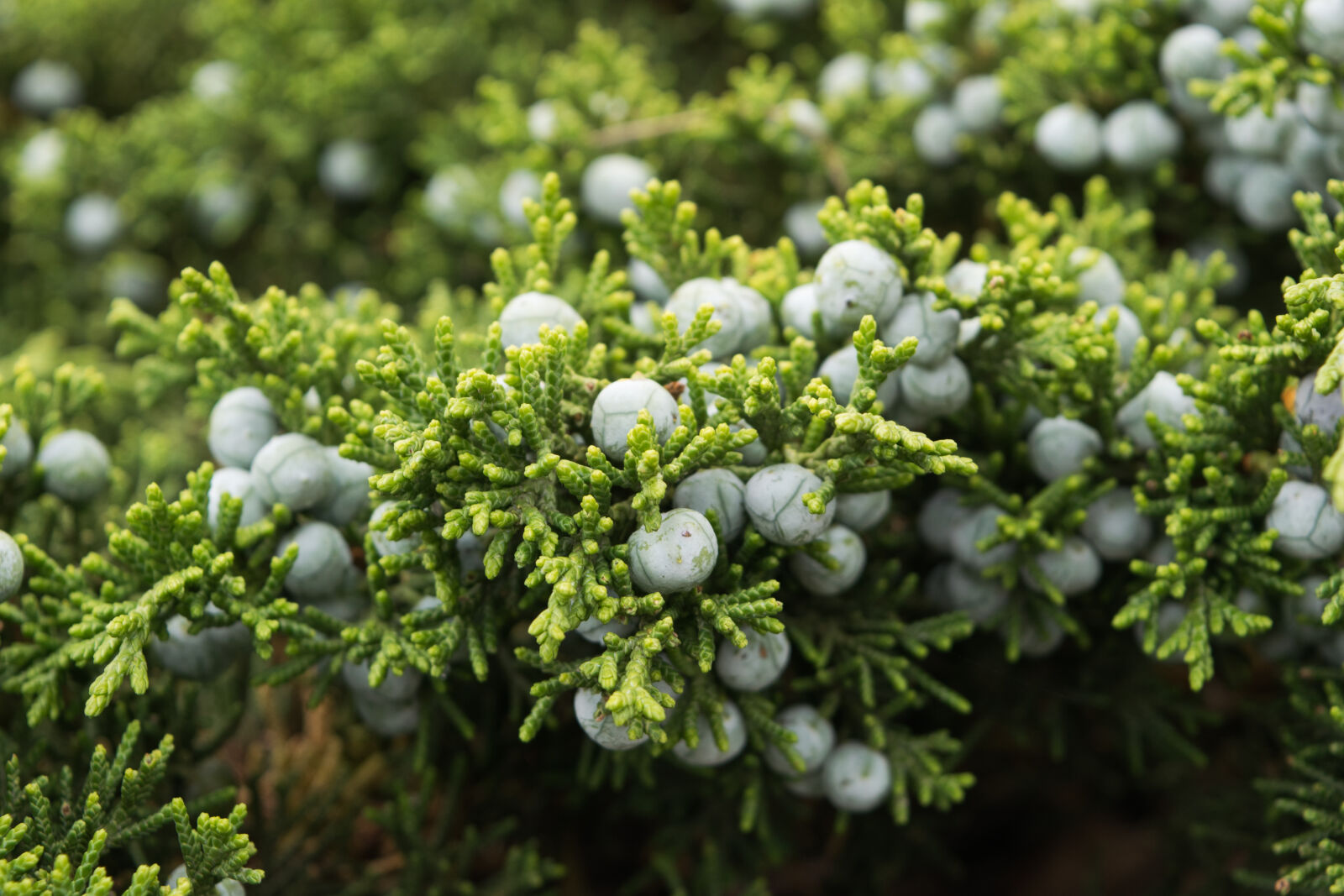 Nikon D3300 sample photo. Blue, berries, bush, close photography