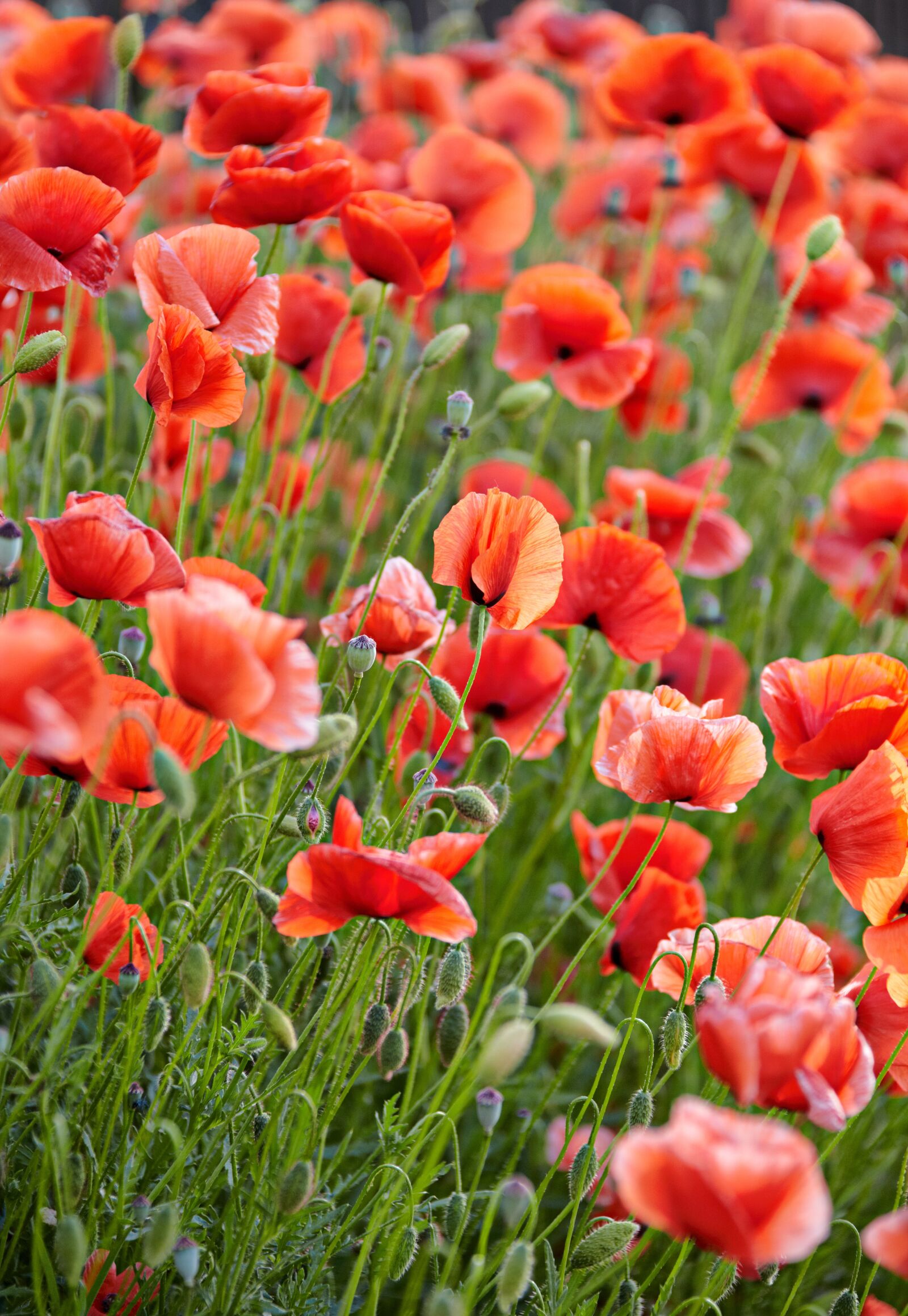 Canon EOS 5D Mark II + Canon EF 28-300mm F3.5-5.6L IS USM sample photo. Poppy, poppies, field of photography