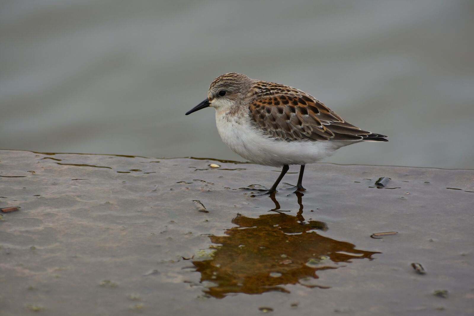 Nikon D7200 sample photo. Animal, river, waterside photography