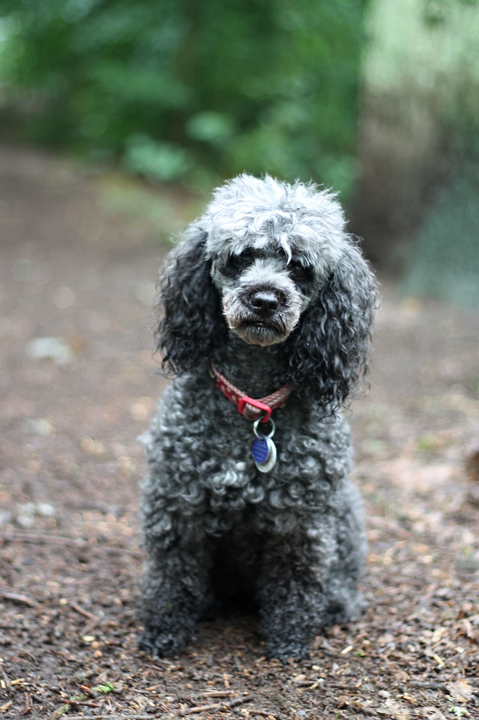 Canon EOS 1100D (EOS Rebel T3 / EOS Kiss X50) + Canon EF 50mm F1.8 II sample photo. Poodle, miniature poodle, dog photography