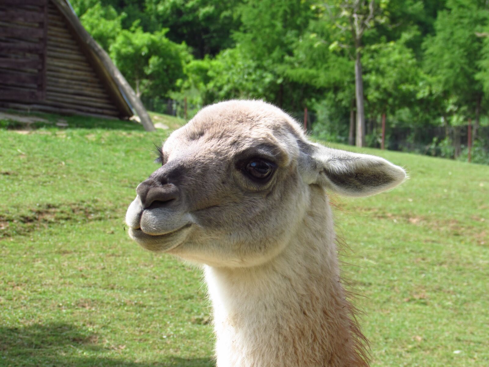 Canon PowerShot SX510 HS sample photo. Lama, animal, zoo photography