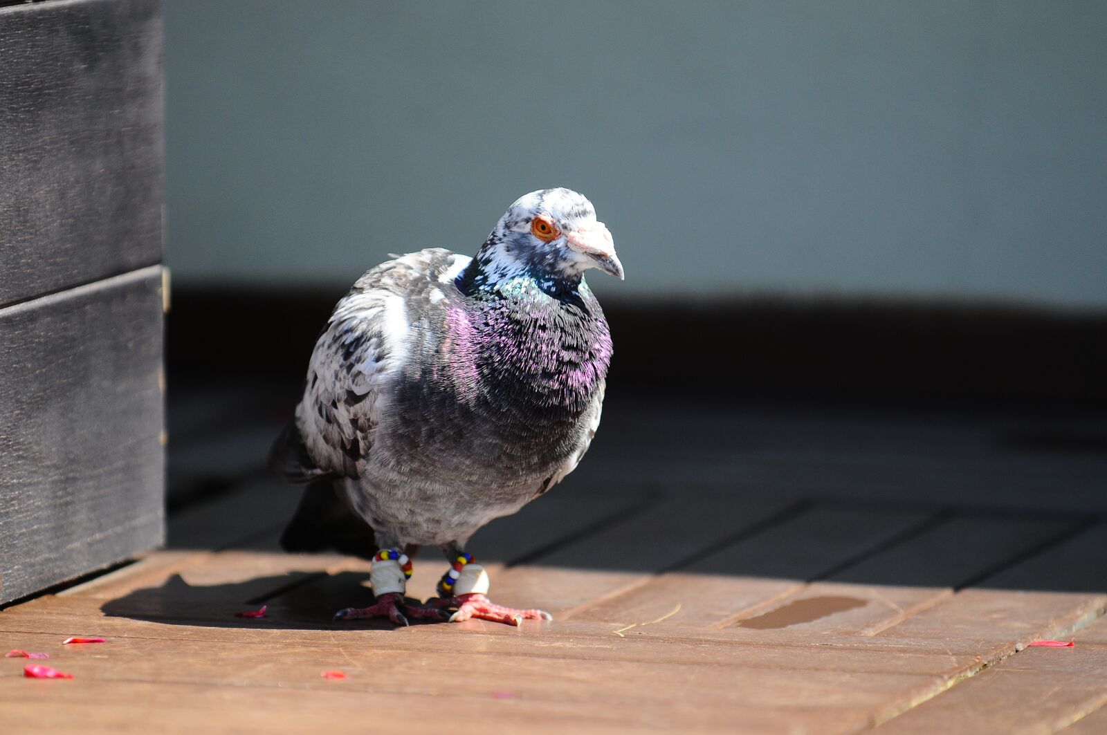 Nikon D300 sample photo. Pigeon, bird, animal photography