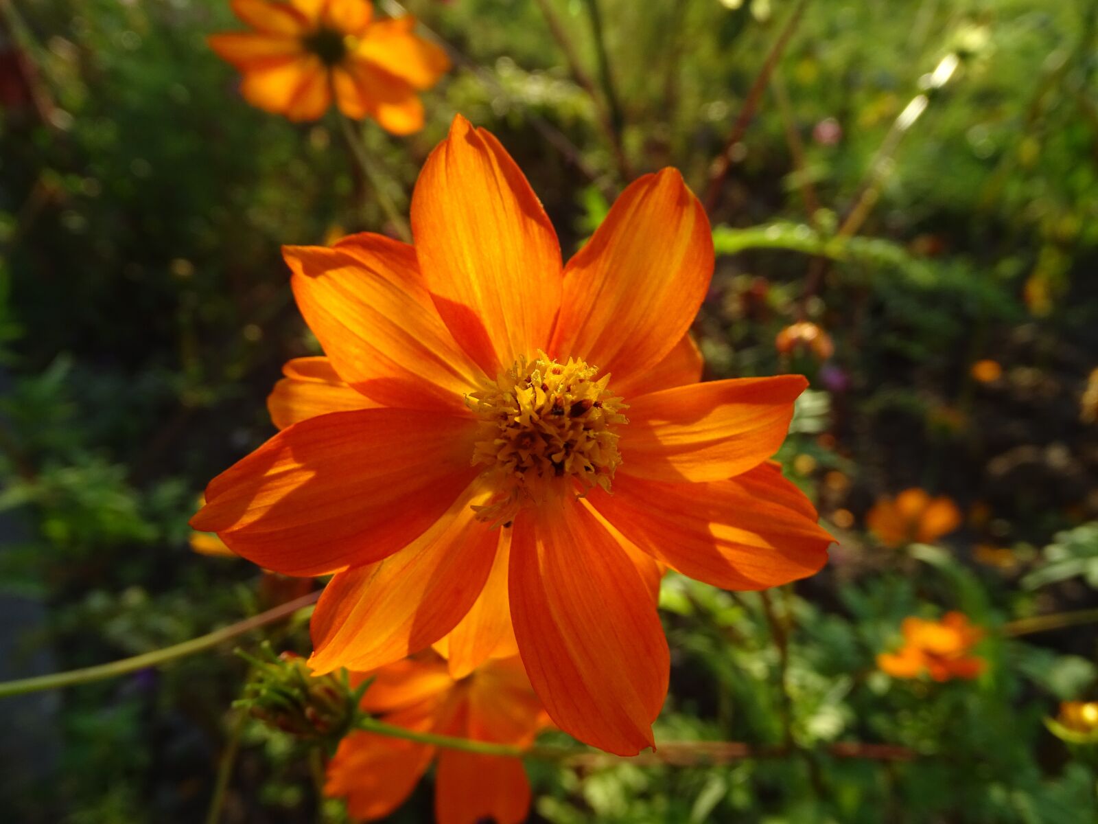 Sony Cyber-shot DSC-HX400V sample photo. Cosmos, flower, petals photography