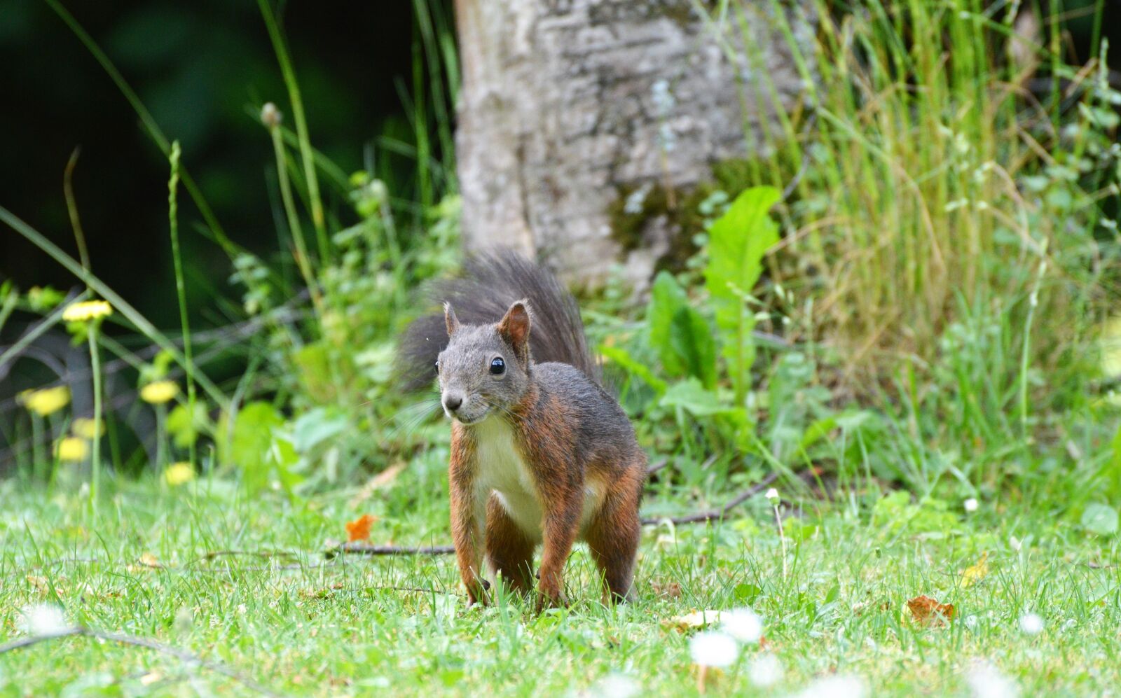 Nikon D3200 sample photo. Squirrel, nager, rodent photography