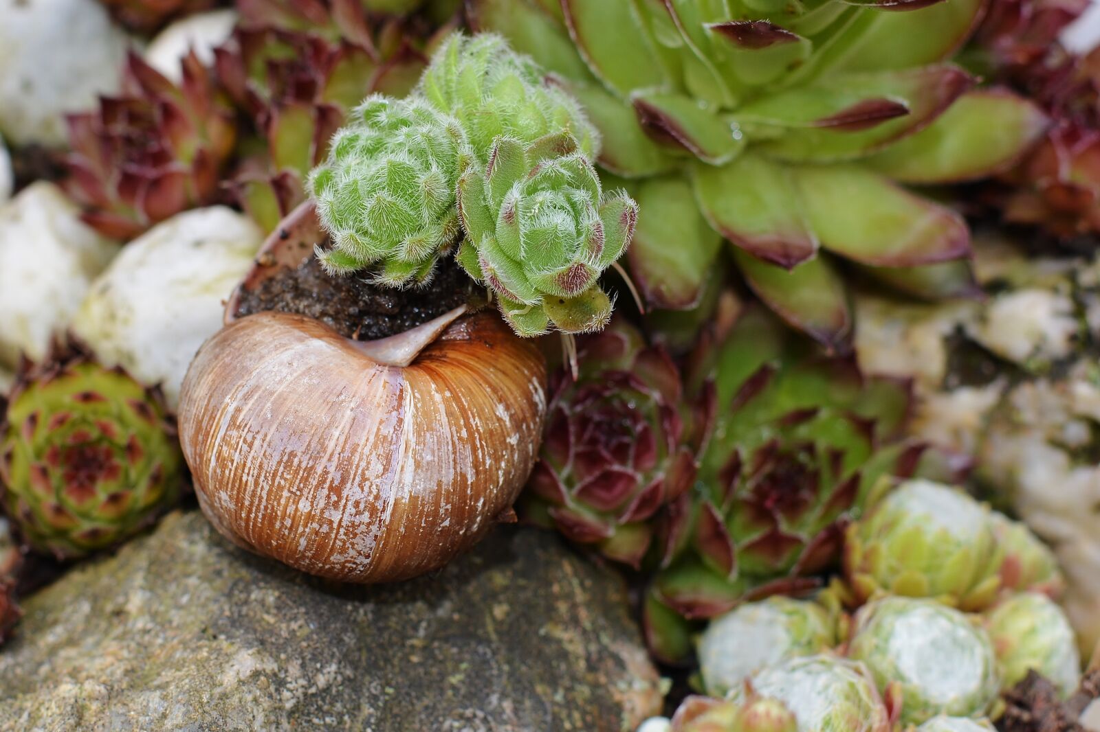 Nikon D5200 sample photo. Stone wurz, garden, snail photography