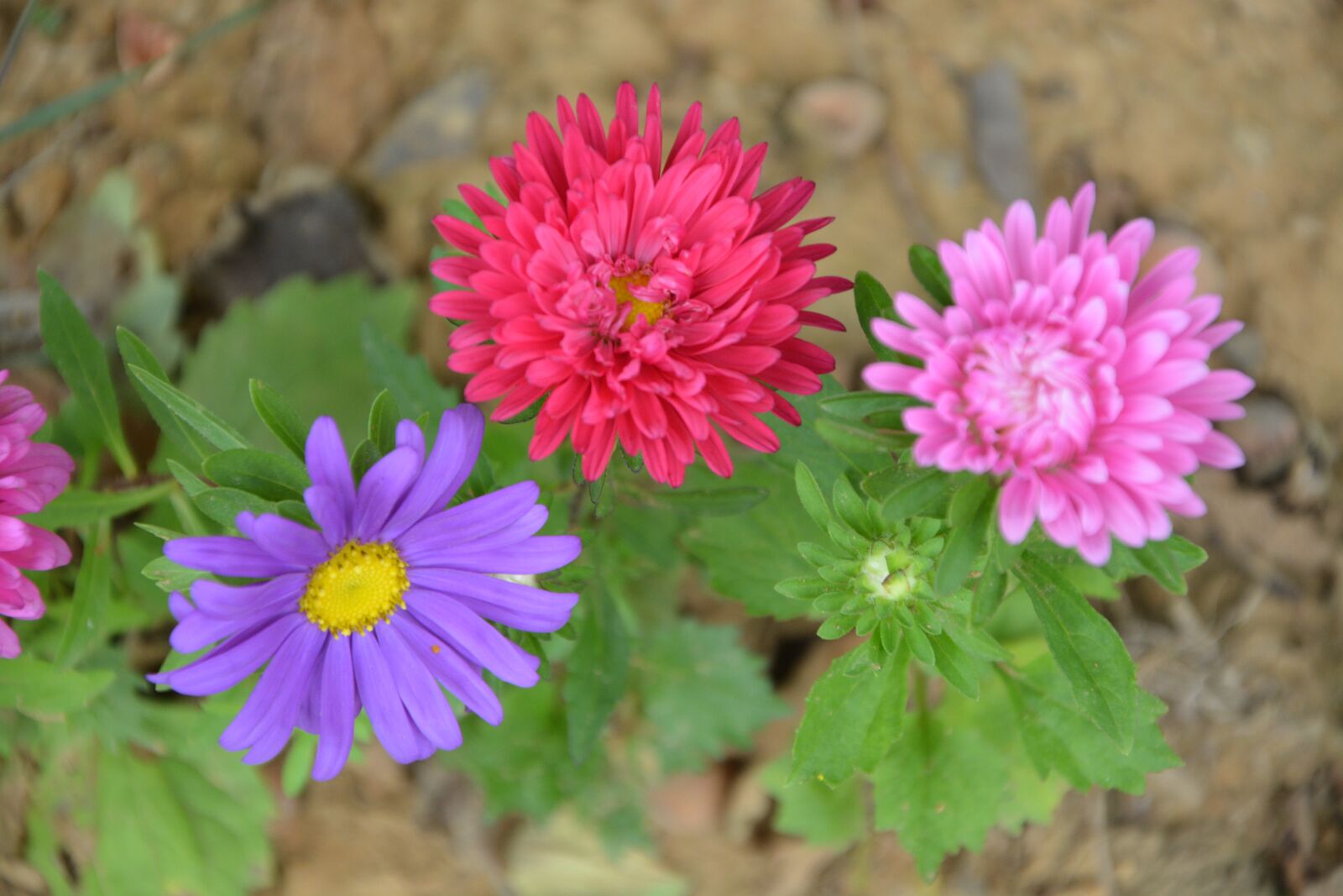 Nikon D5200 sample photo. Flowers, flower, country photography