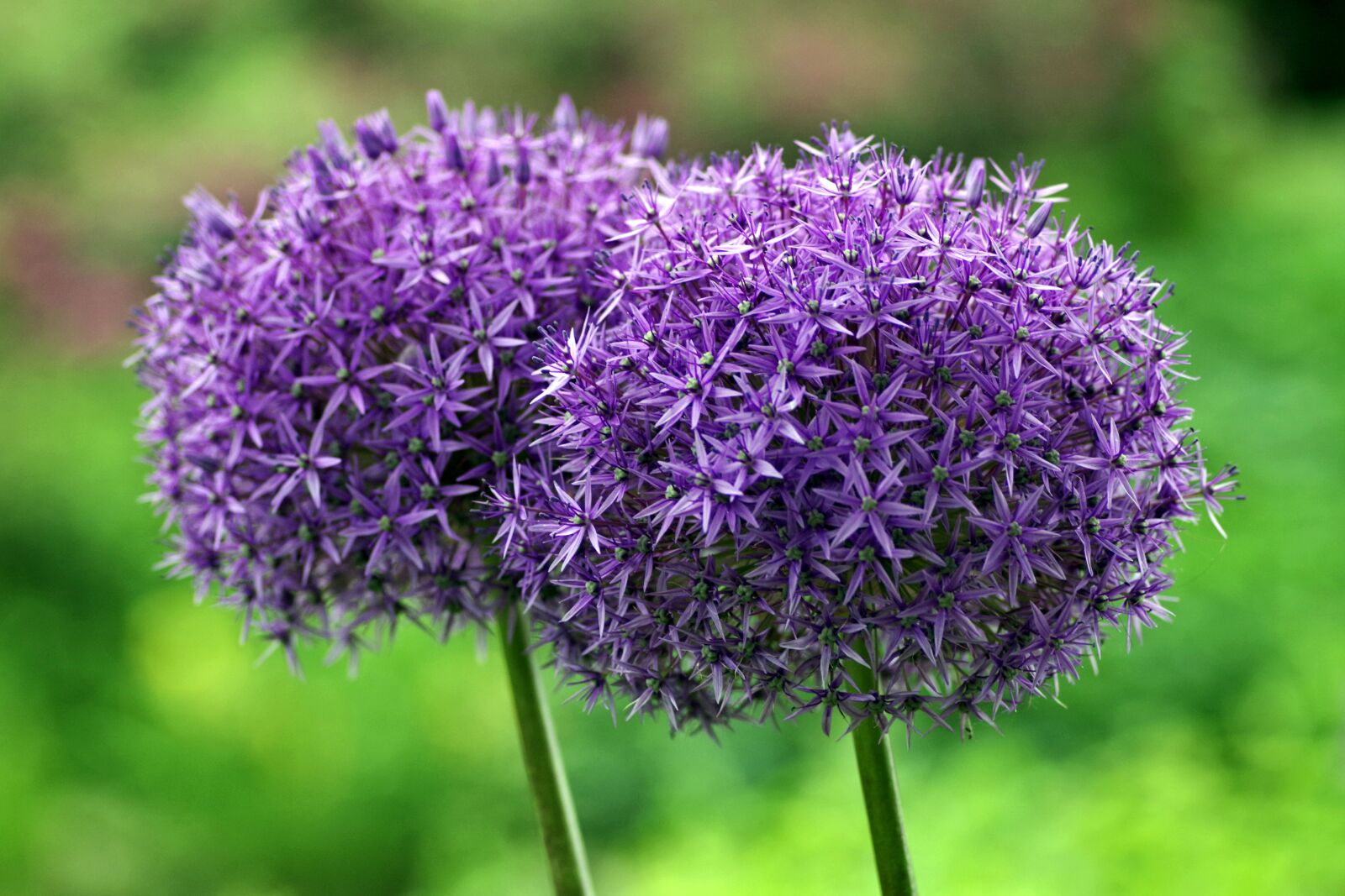 Pentax K-S2 sample photo. Decorative garlic, huge, sphere photography