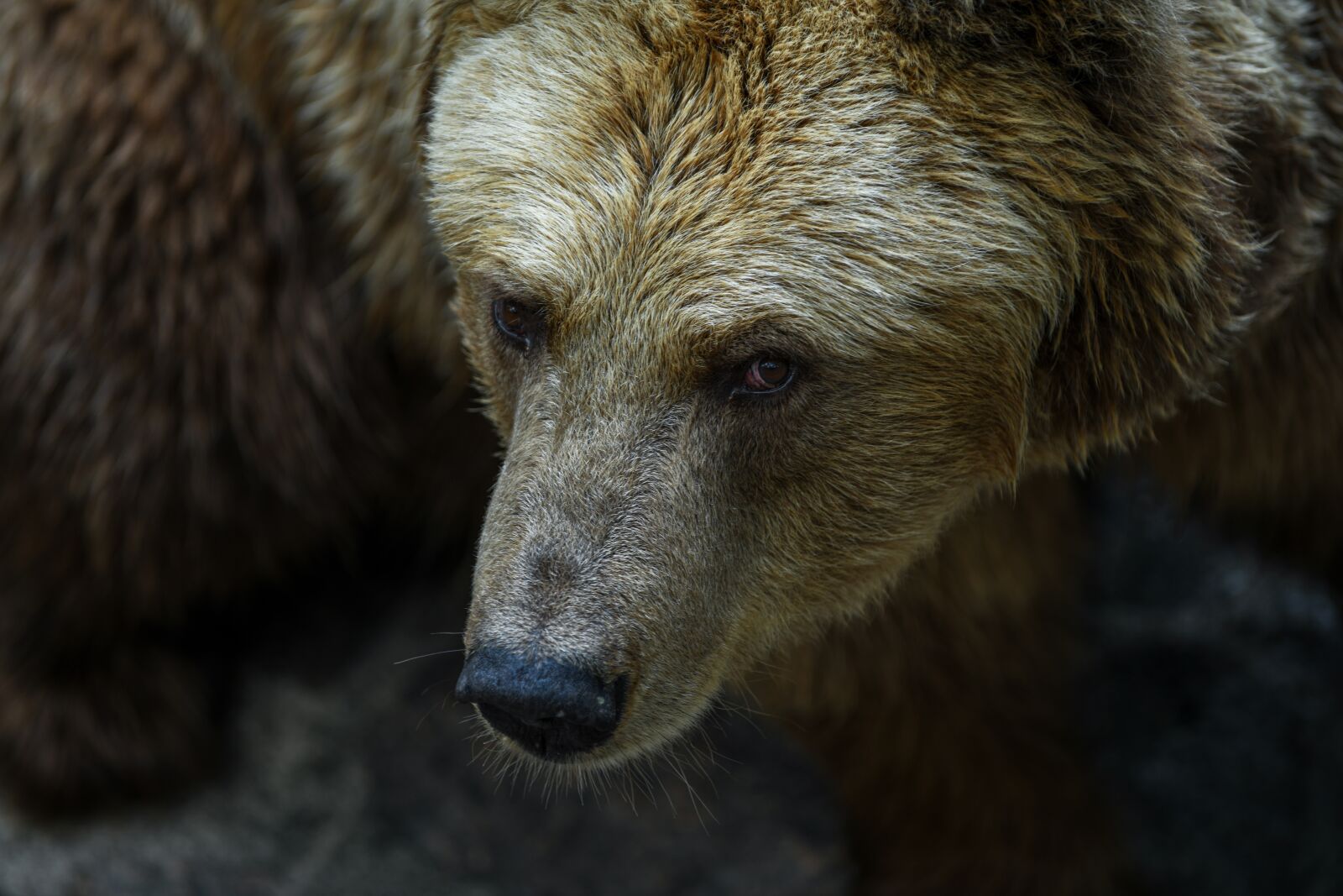 Nikon D850 sample photo. Animal, bear, nature photography