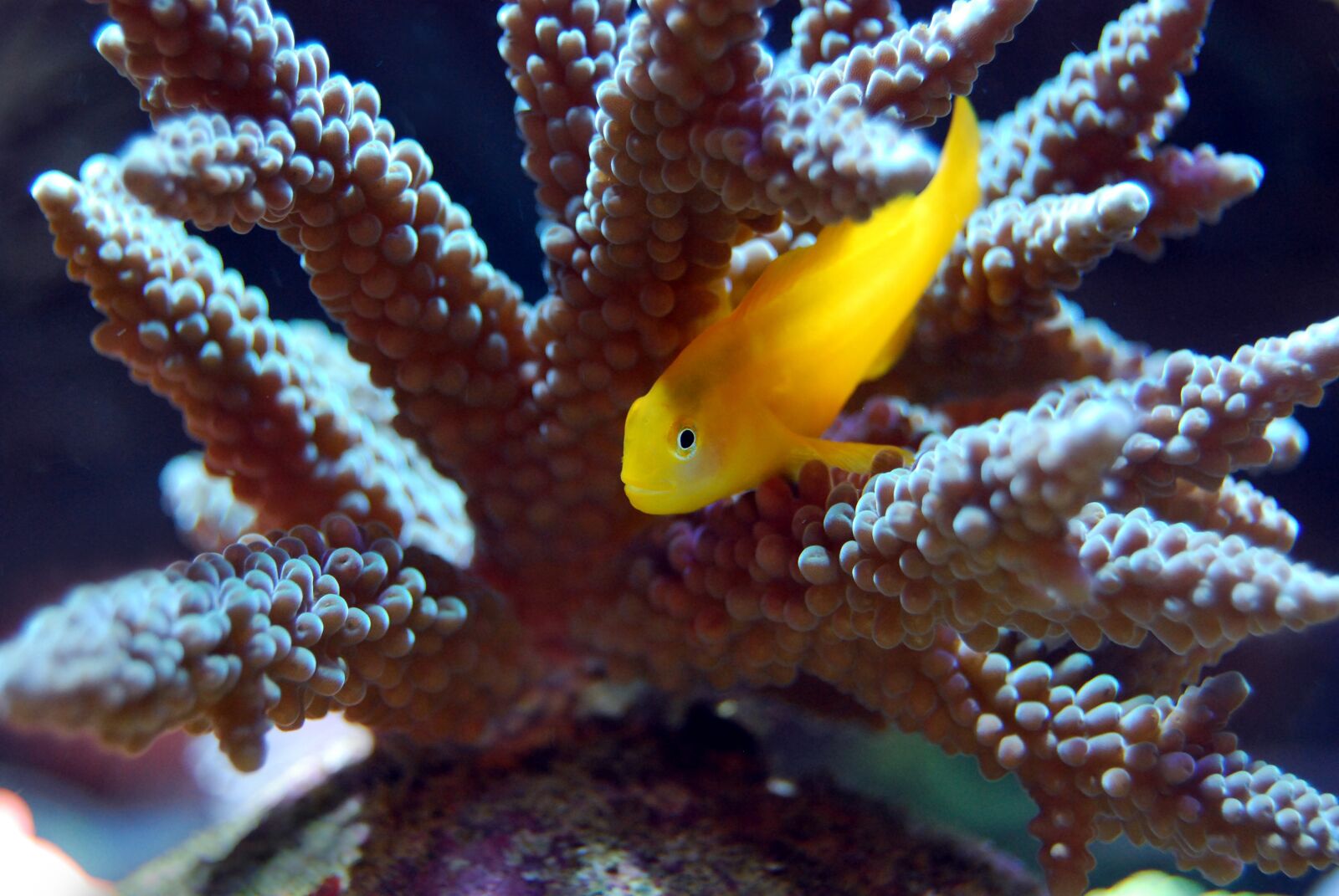 Nikon D40X sample photo. Coral, reef, sea photography